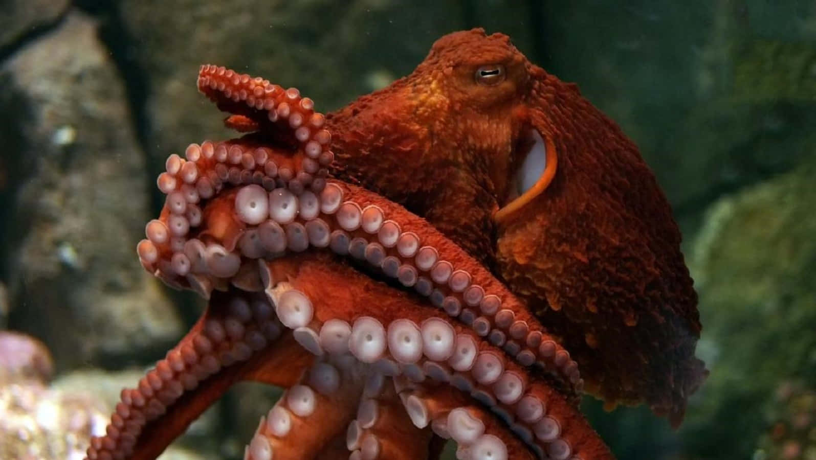 Majestic View Of Giant Pacific Octopus In Its Natural Habitat Wallpaper