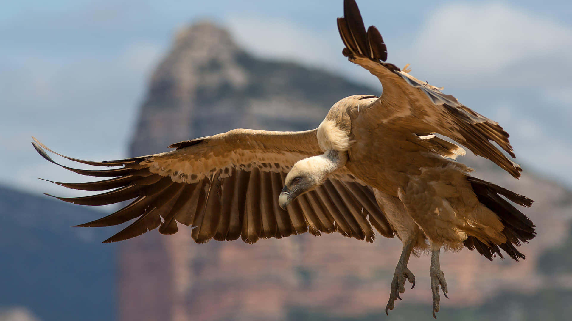 Majestic Vulture In Flight Wallpaper