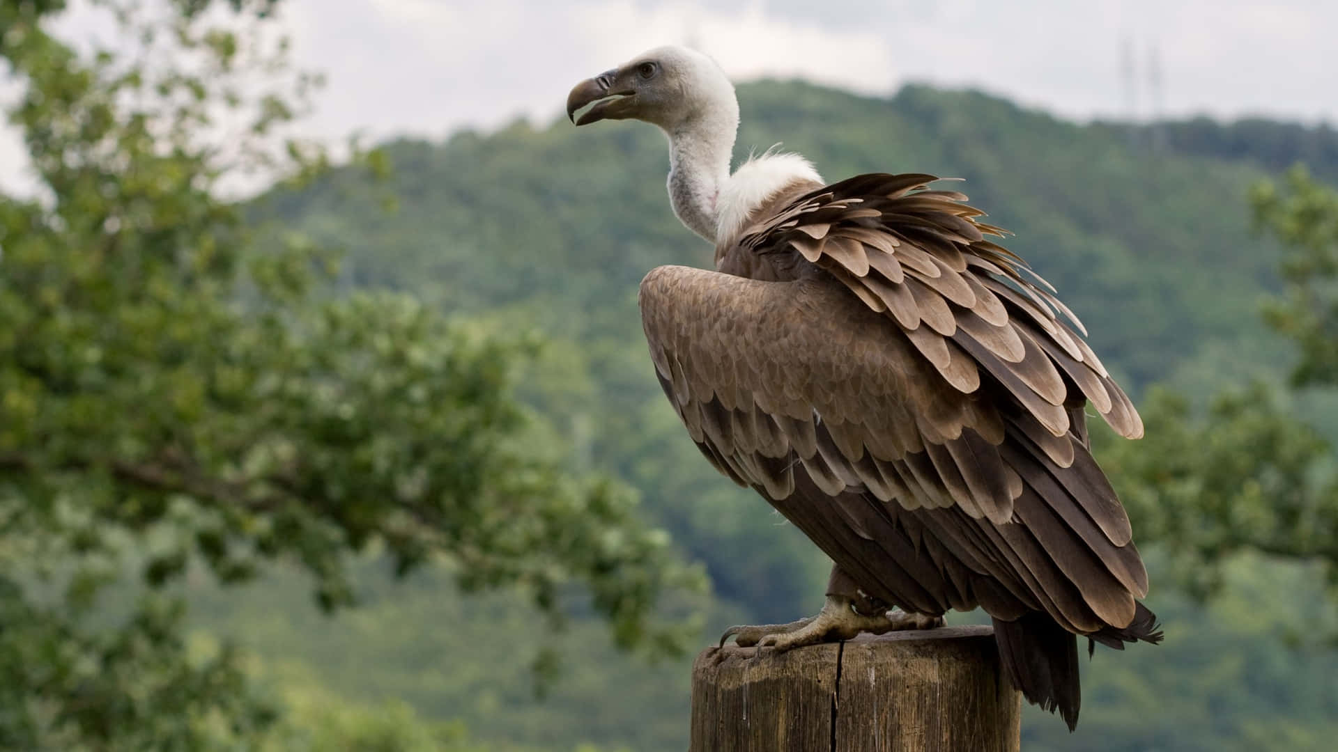 Majestic Vulture Perched Outdoors Wallpaper