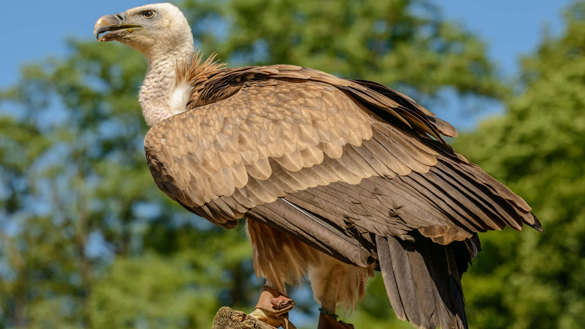 Majestic Vulture Perched Outdoors.jpg Wallpaper