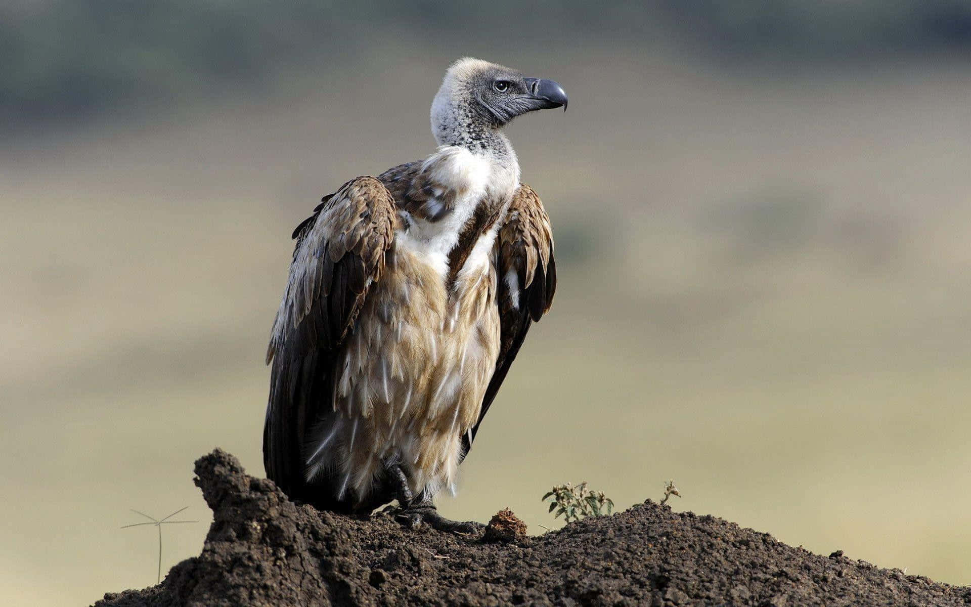 Majestic Vulture Perchedon Ground.jpg Wallpaper