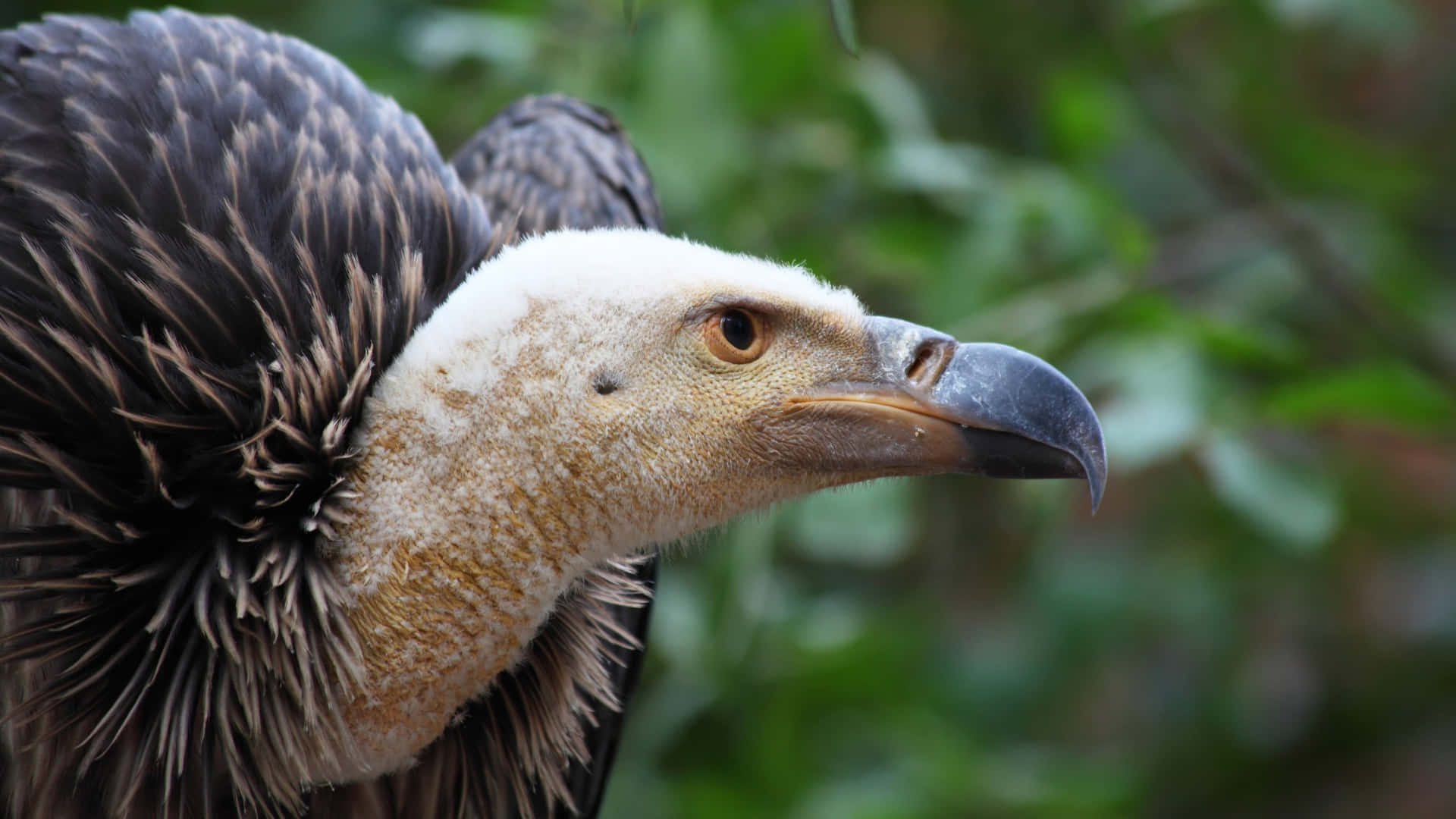 Majestic Vulture Profile Wallpaper