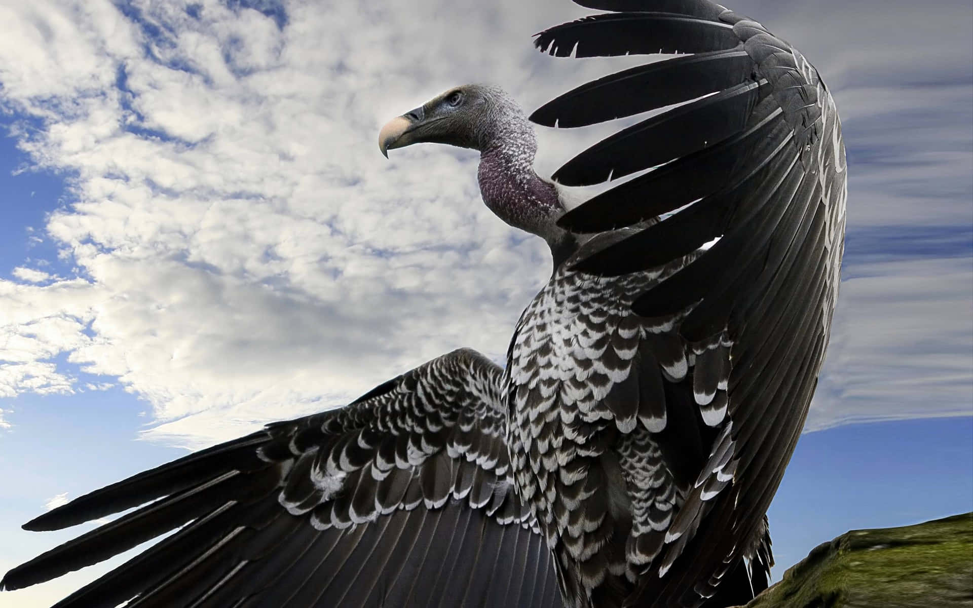 Majestic Vulture Spread Wings Wallpaper