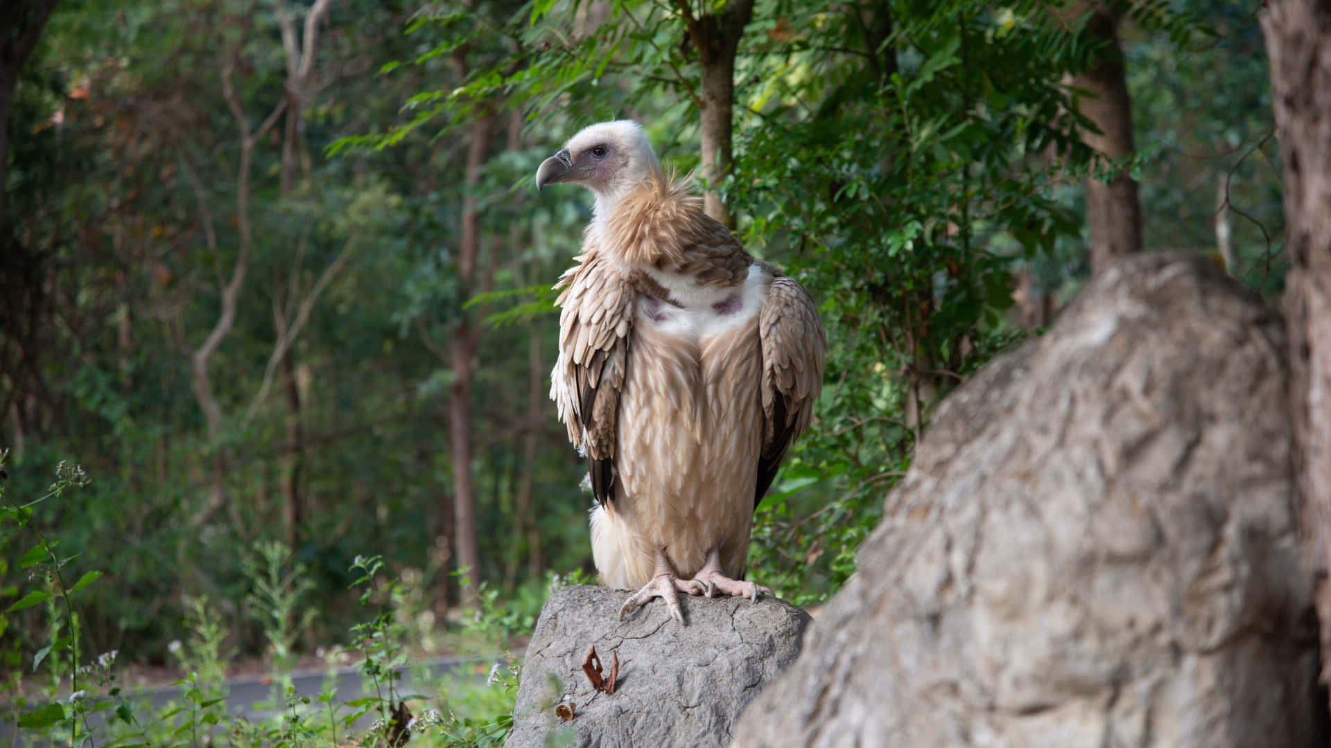 Majestic Vulturein Natural Habitat.jpg Wallpaper