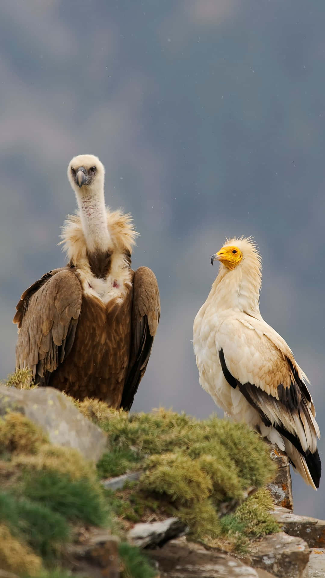 Majestueuze Vultures Aan De Klif Achtergrond