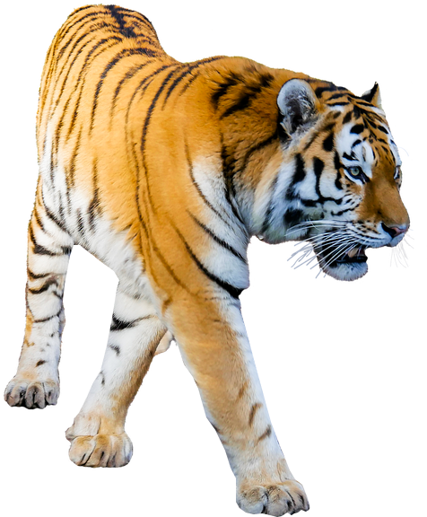 Majestic Walking Tiger Cutout PNG