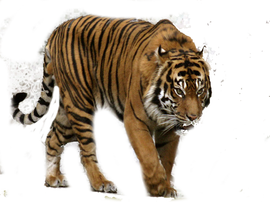 Majestic Tiger Walking PNG
