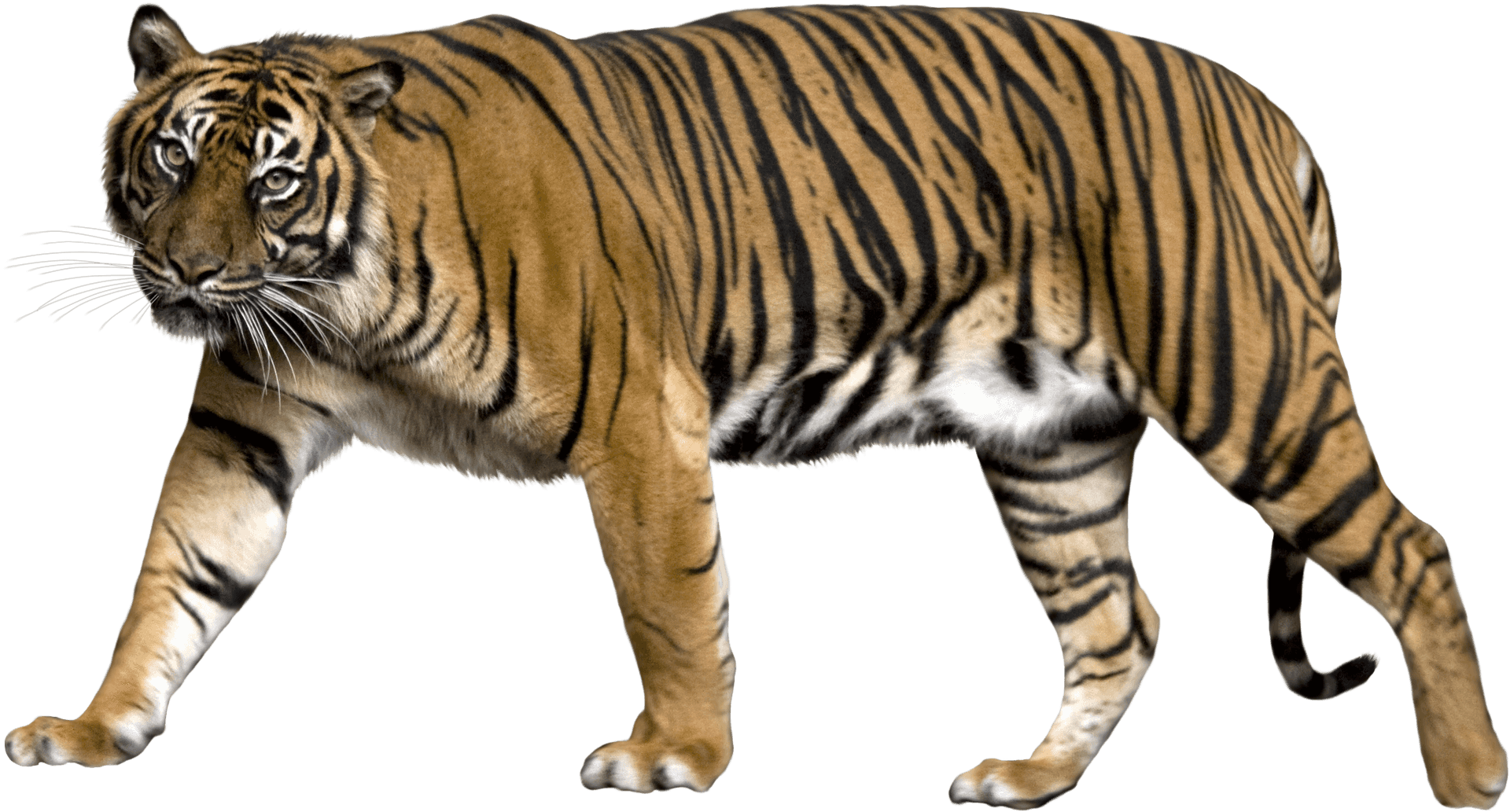 Majestic Walking Tiger PNG