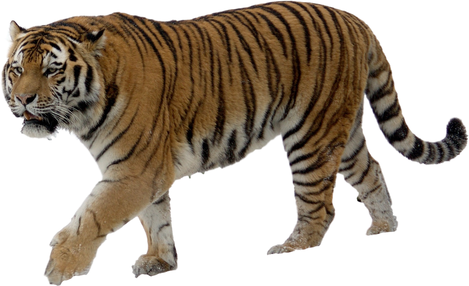 Majestic Walking Tiger PNG