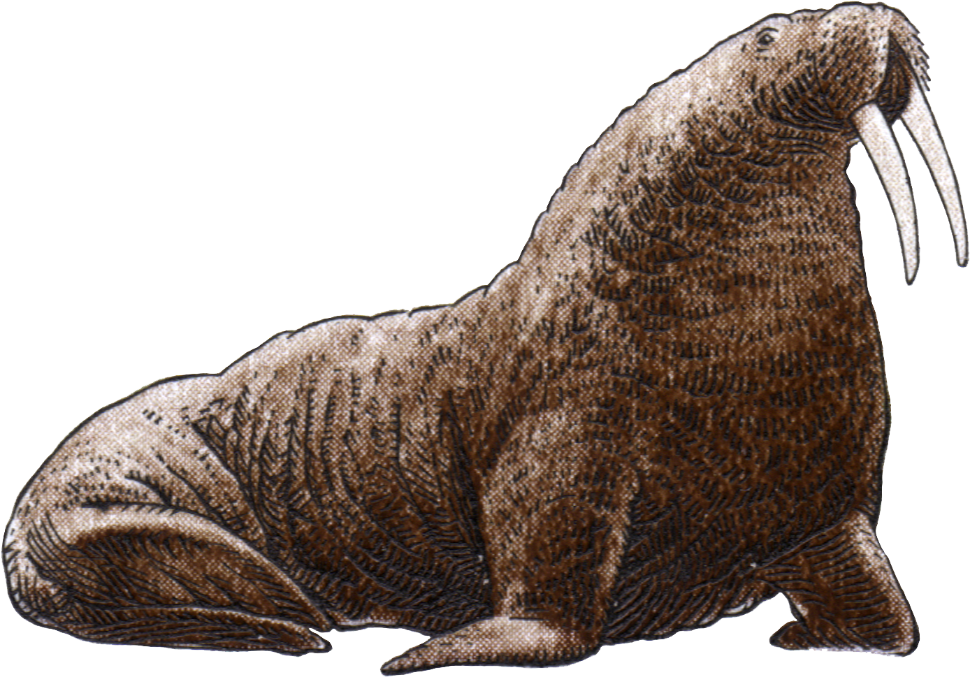 Majestic Walrus Illustration.png PNG