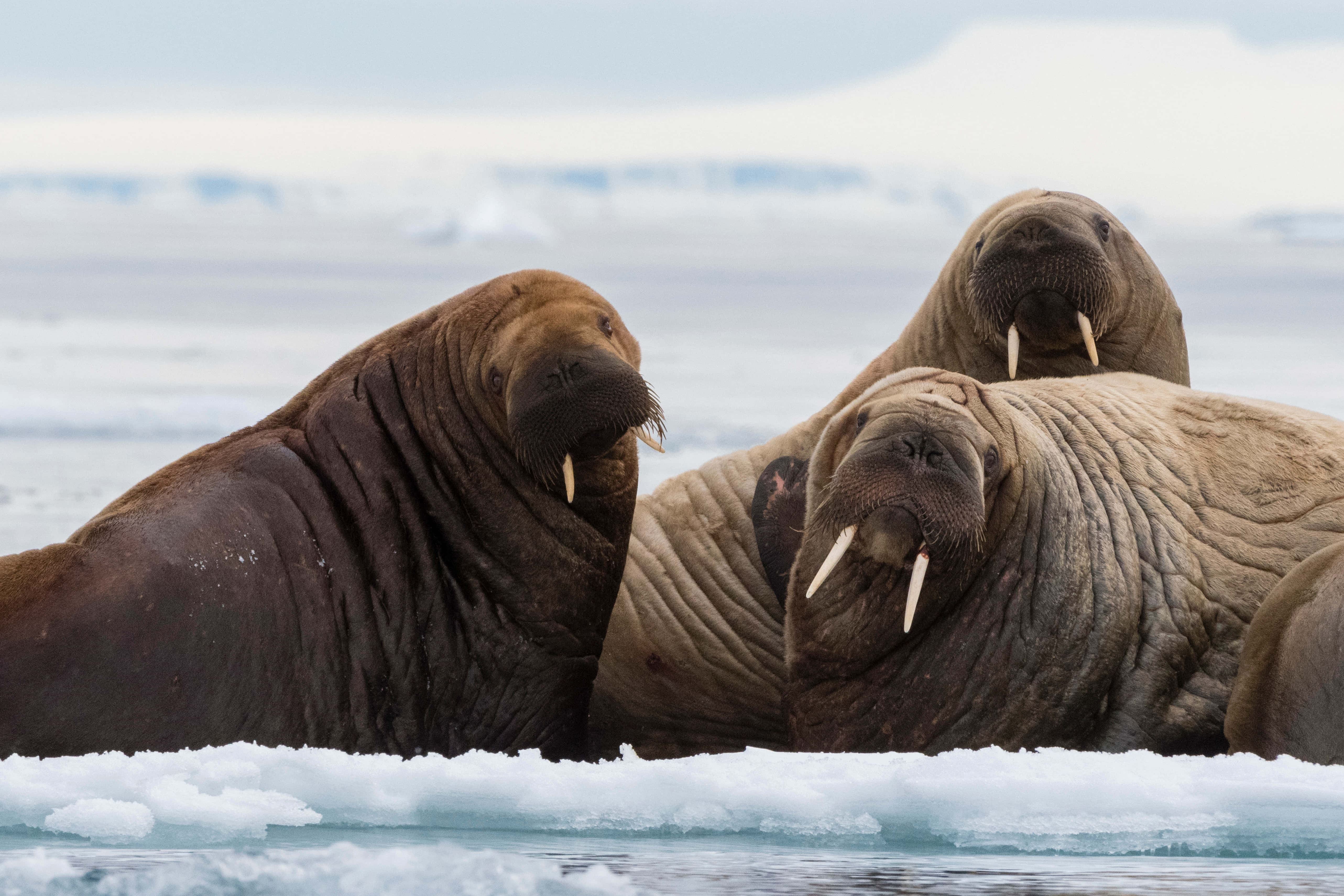 Majestic Walrus In Its Natural Habitat Wallpaper