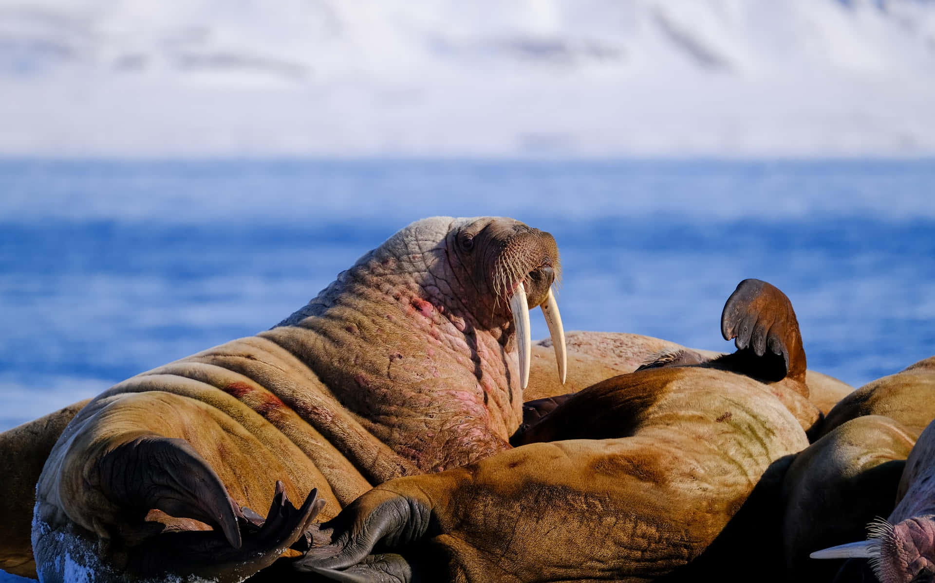 Majestic Walrus In The Arctic Sea Wallpaper
