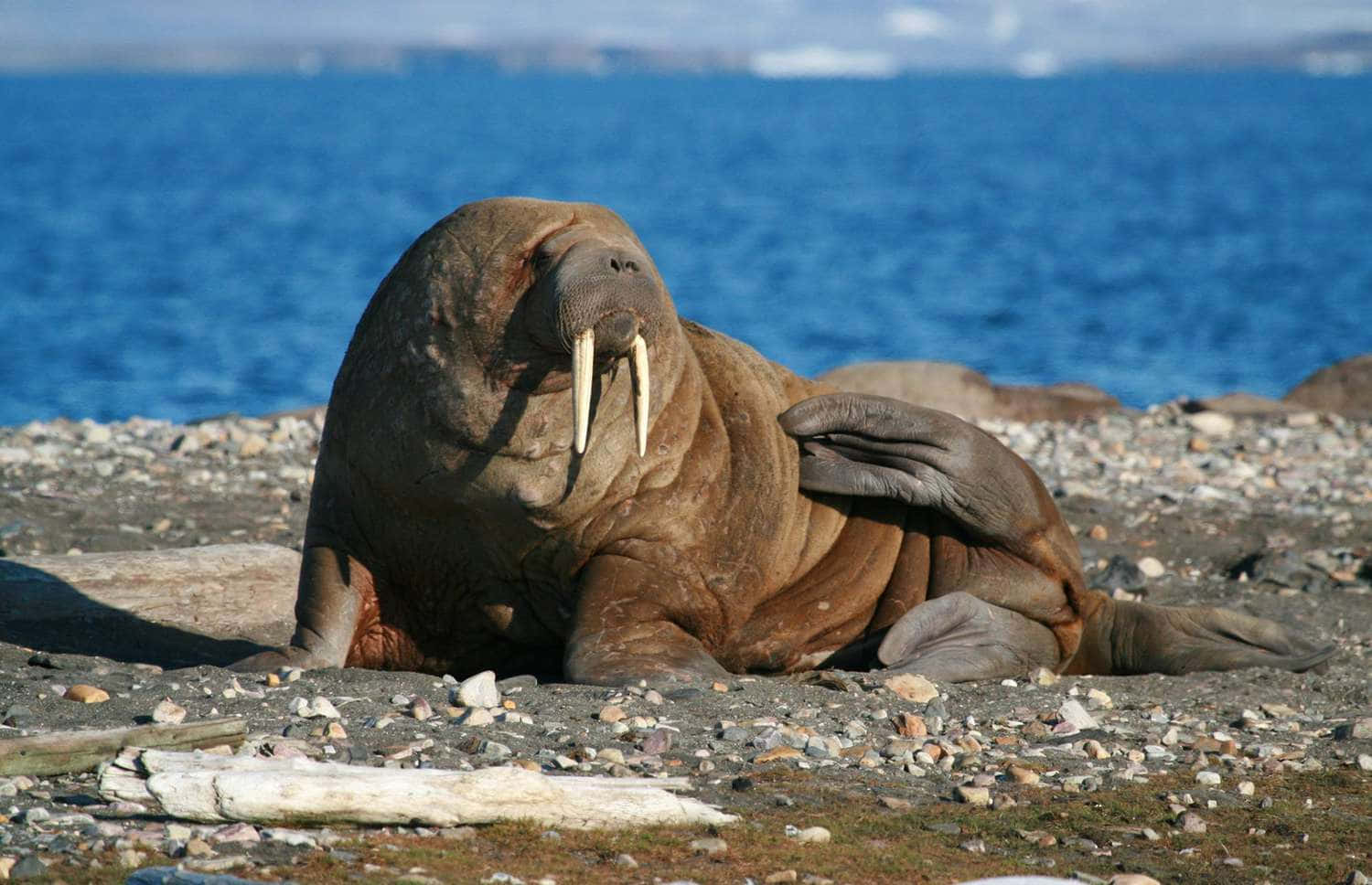 Majestic Walrus Lounging On Arctic Ice Wallpaper