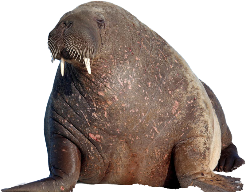 Majestic Walrus Portrait.png PNG