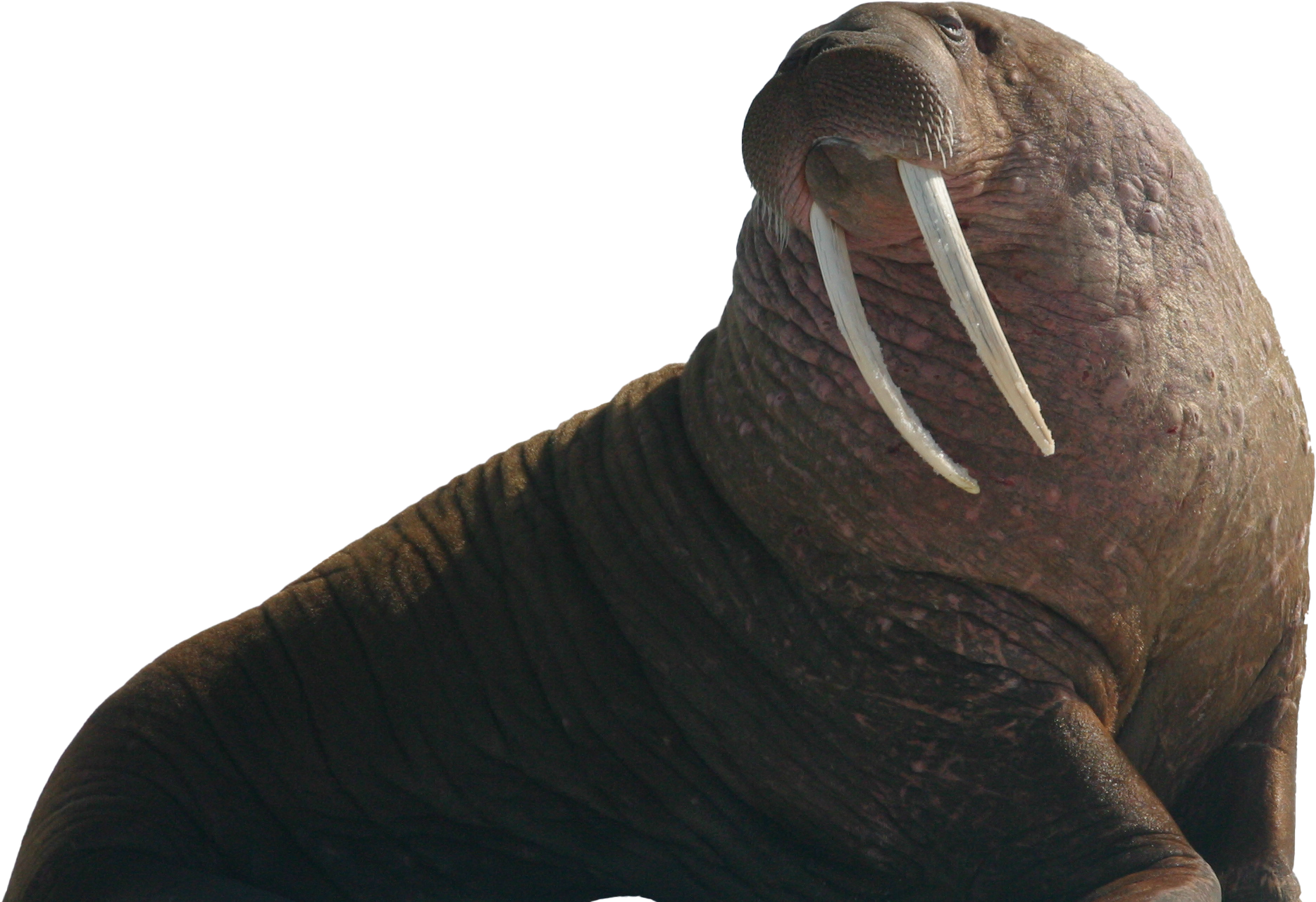 Majestic Walrus Profile PNG