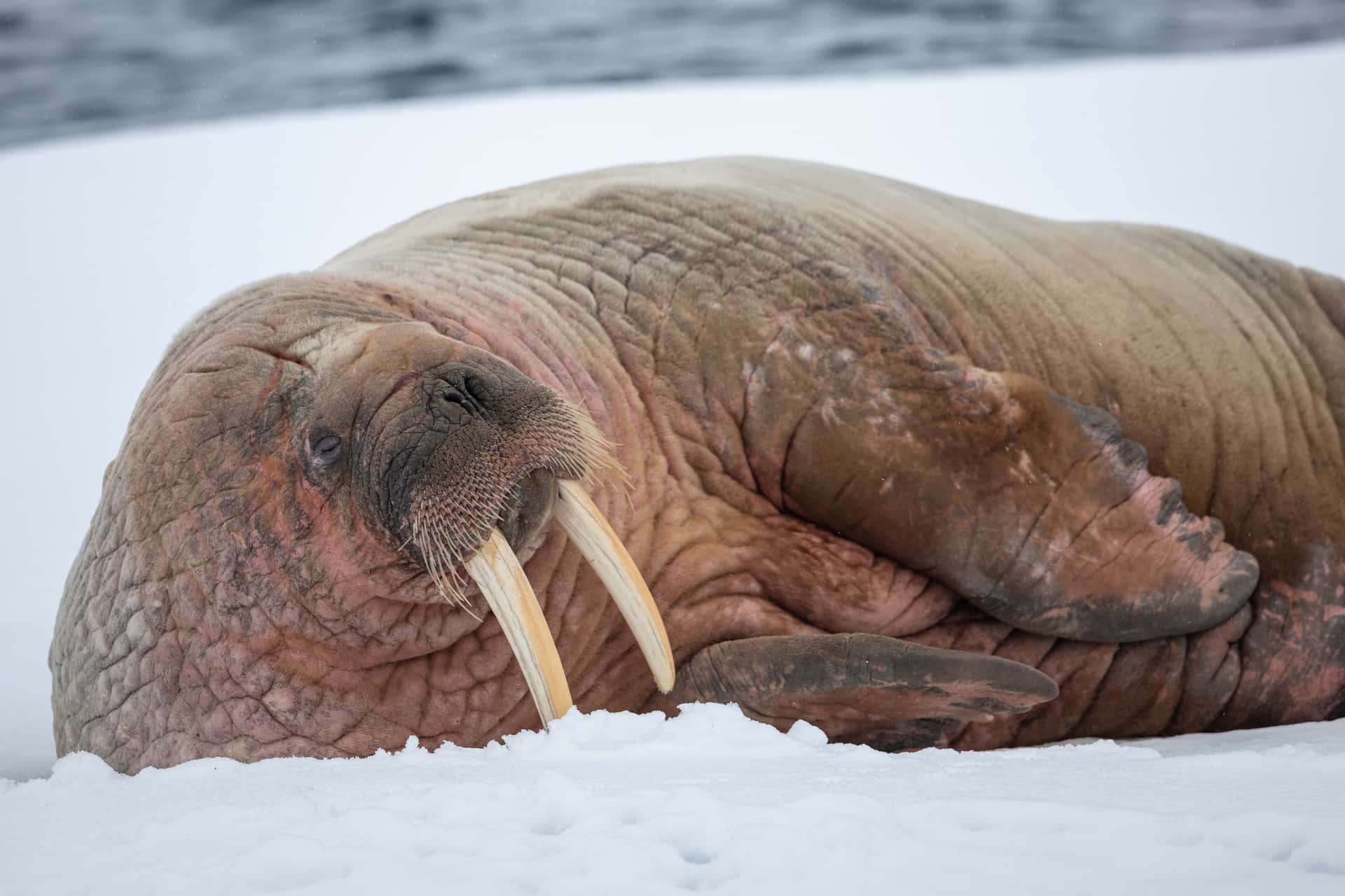 Majestic Walrus Resting On An Icy Landscape Wallpaper