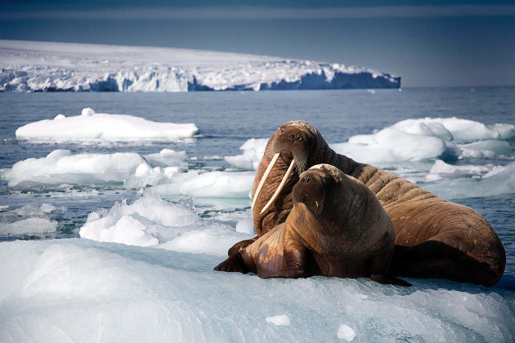 Majestic Walrus Resting On Arctic Iceberg Wallpaper