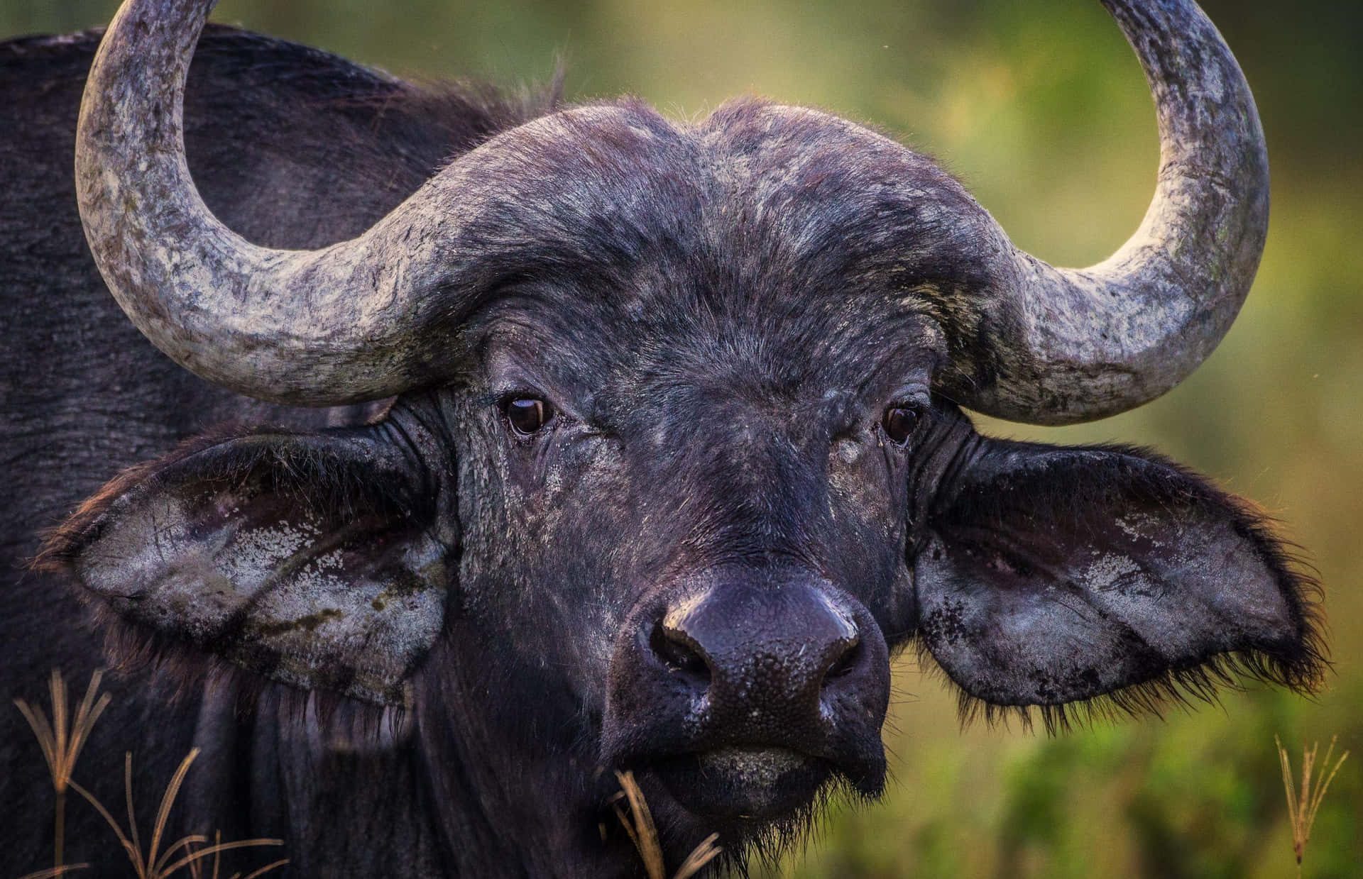 Majestic Water Buffalo Close Up Wallpaper