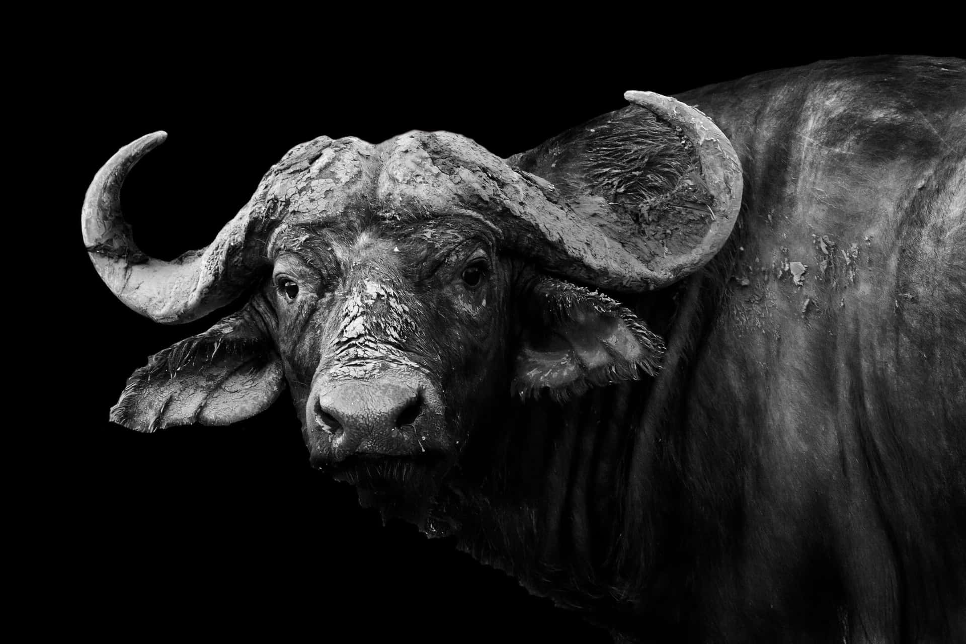 Majestic Water Buffalo Portrait Wallpaper