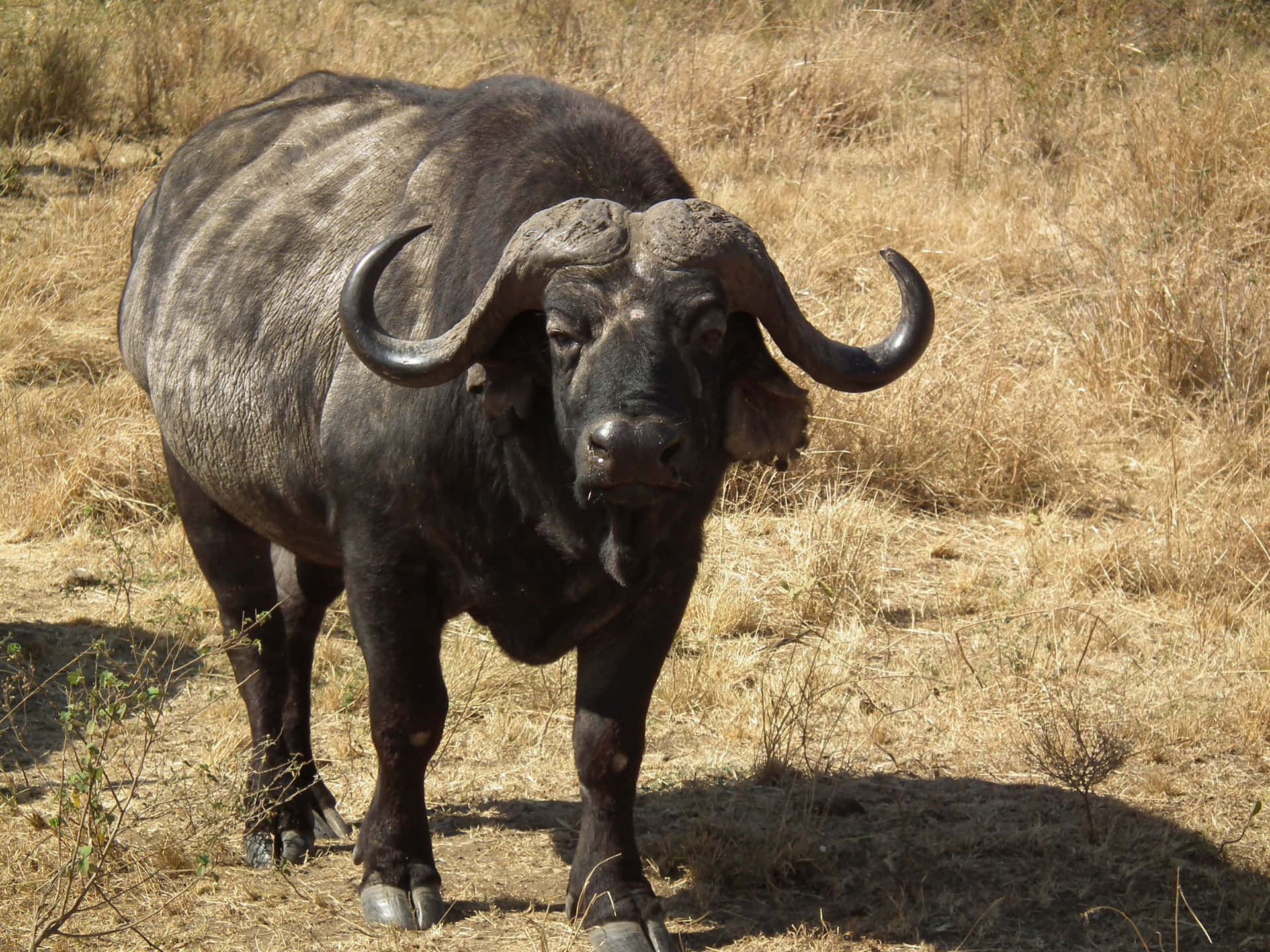 Majestueuze Waterbuffel Staand In Veld Achtergrond