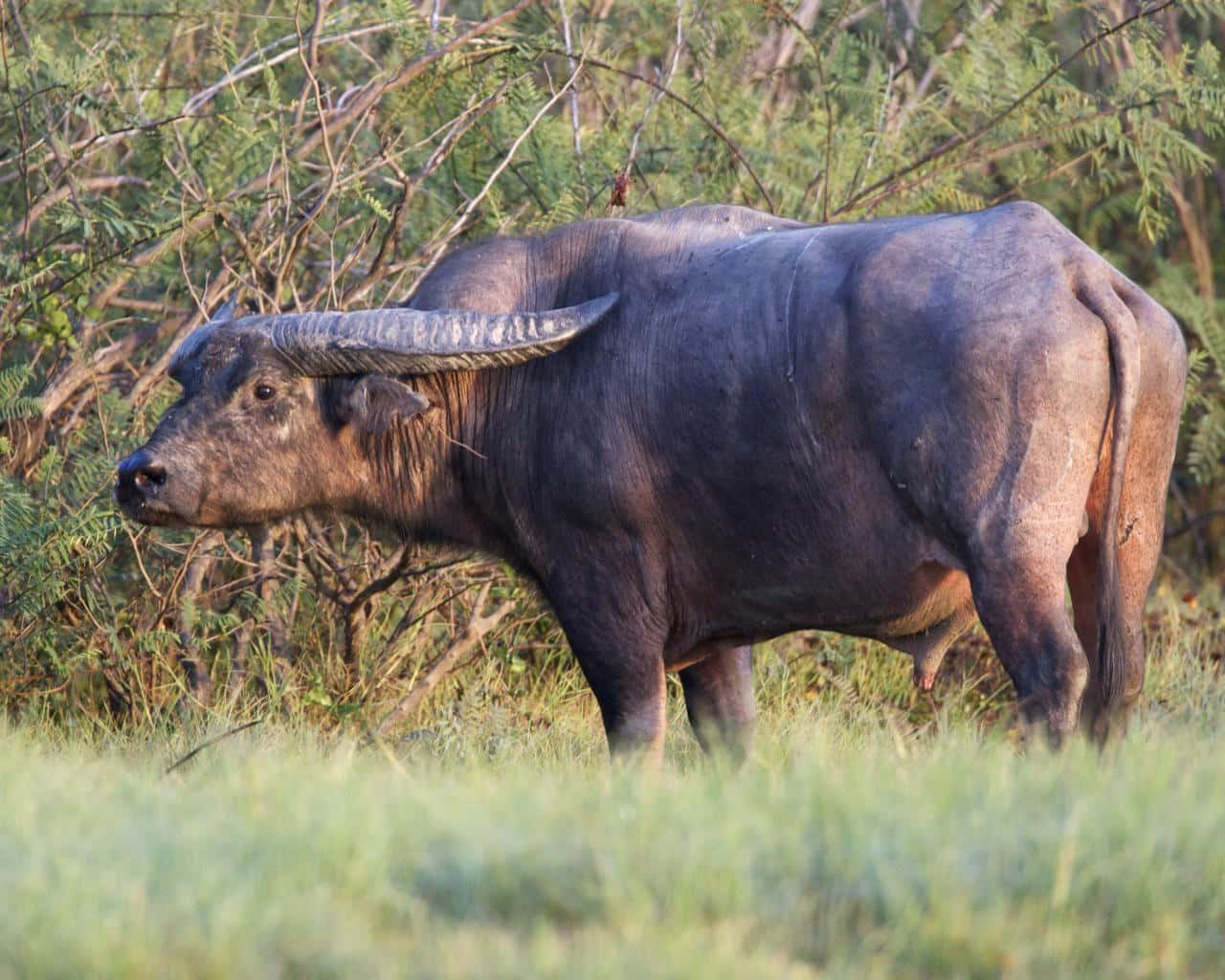 Majestic Water Buffaloin Natural Habitat.jpg Wallpaper