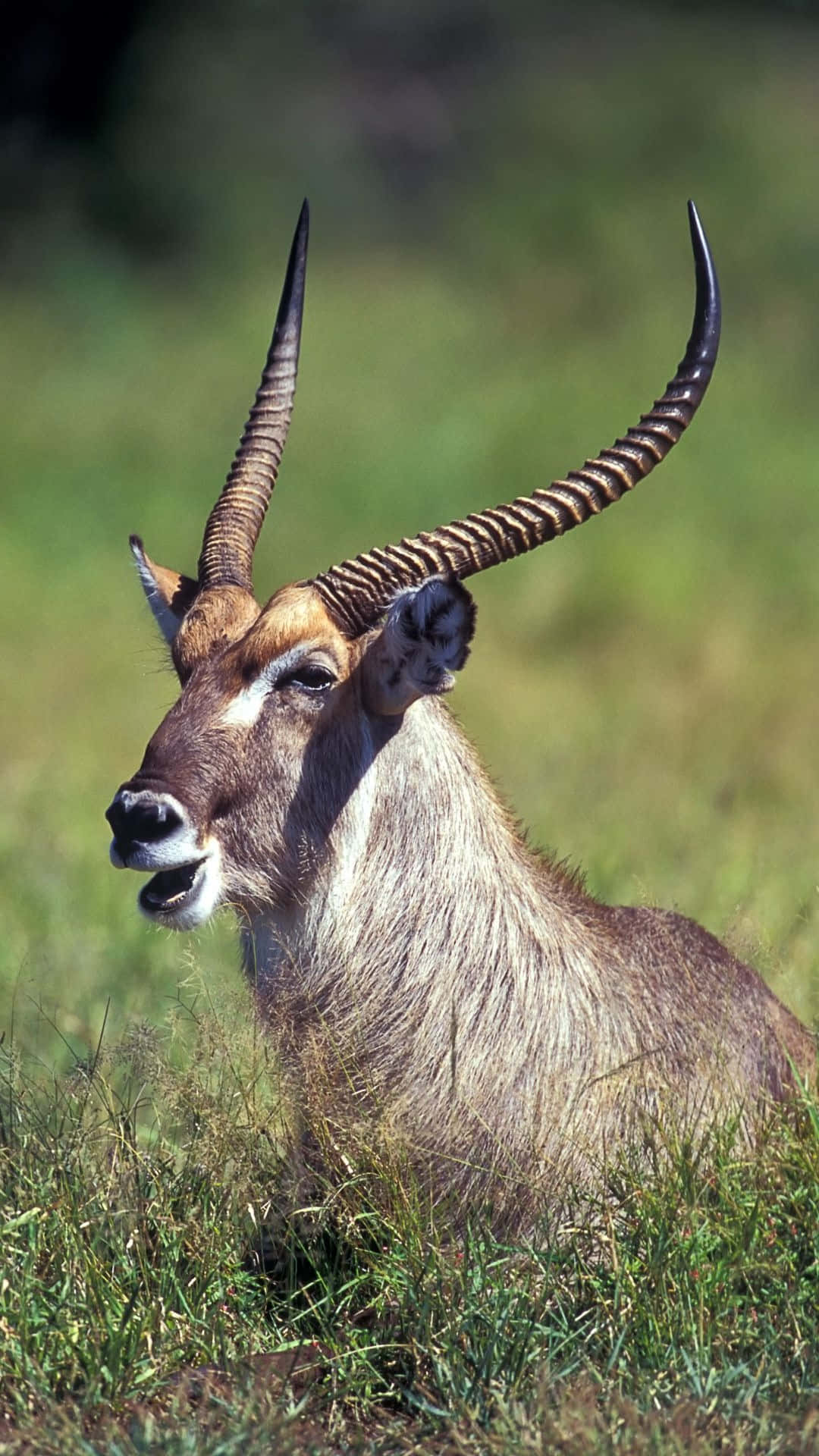 Majestic Waterbuck Portrait Wallpaper