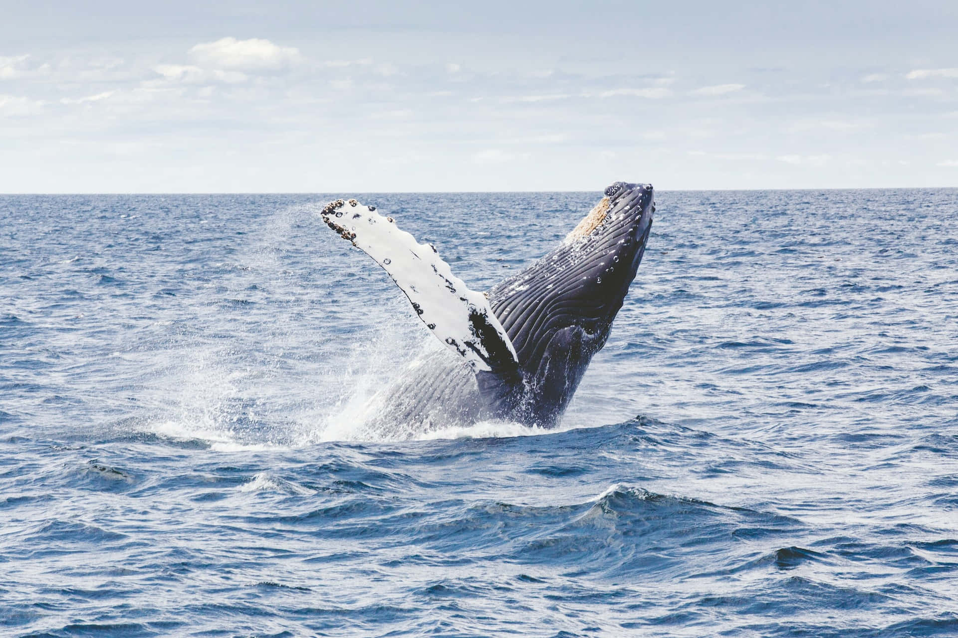 Majestic Whale Breaching Ocean Wallpaper