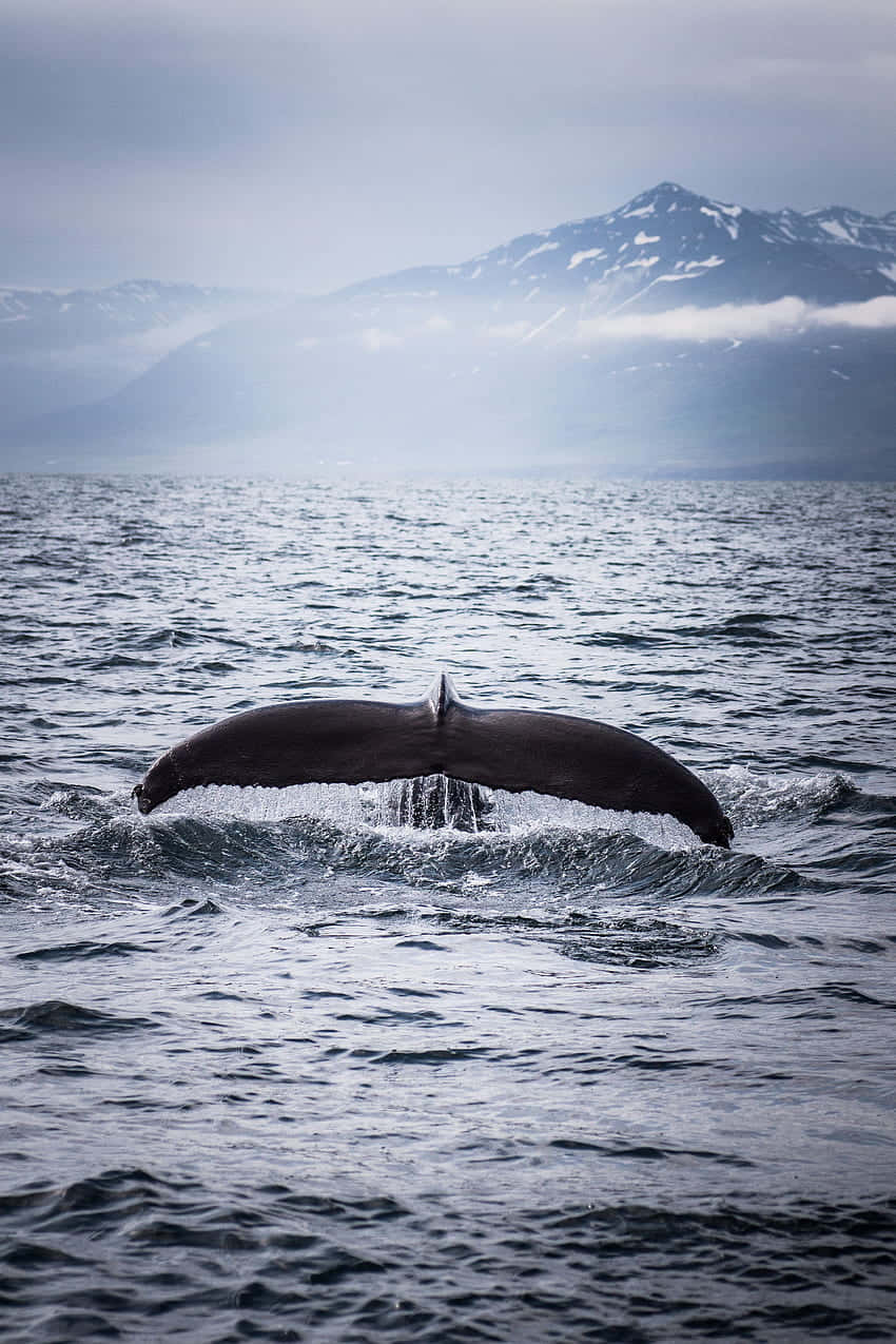 Majestic Whale Divingwith Mountain Backdrop Wallpaper