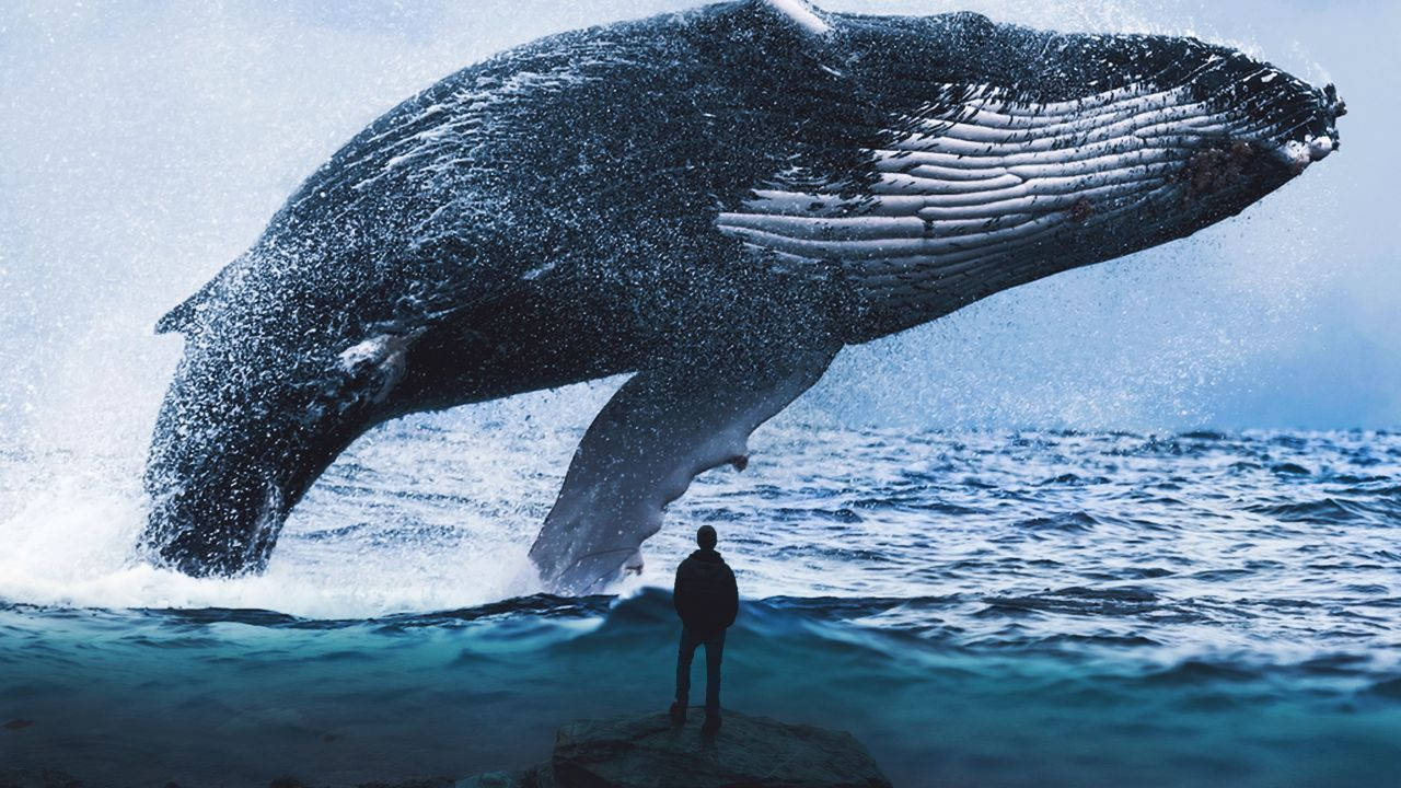 Whale Wallpaper | Ikan paus, Paus biru, Latar belakang