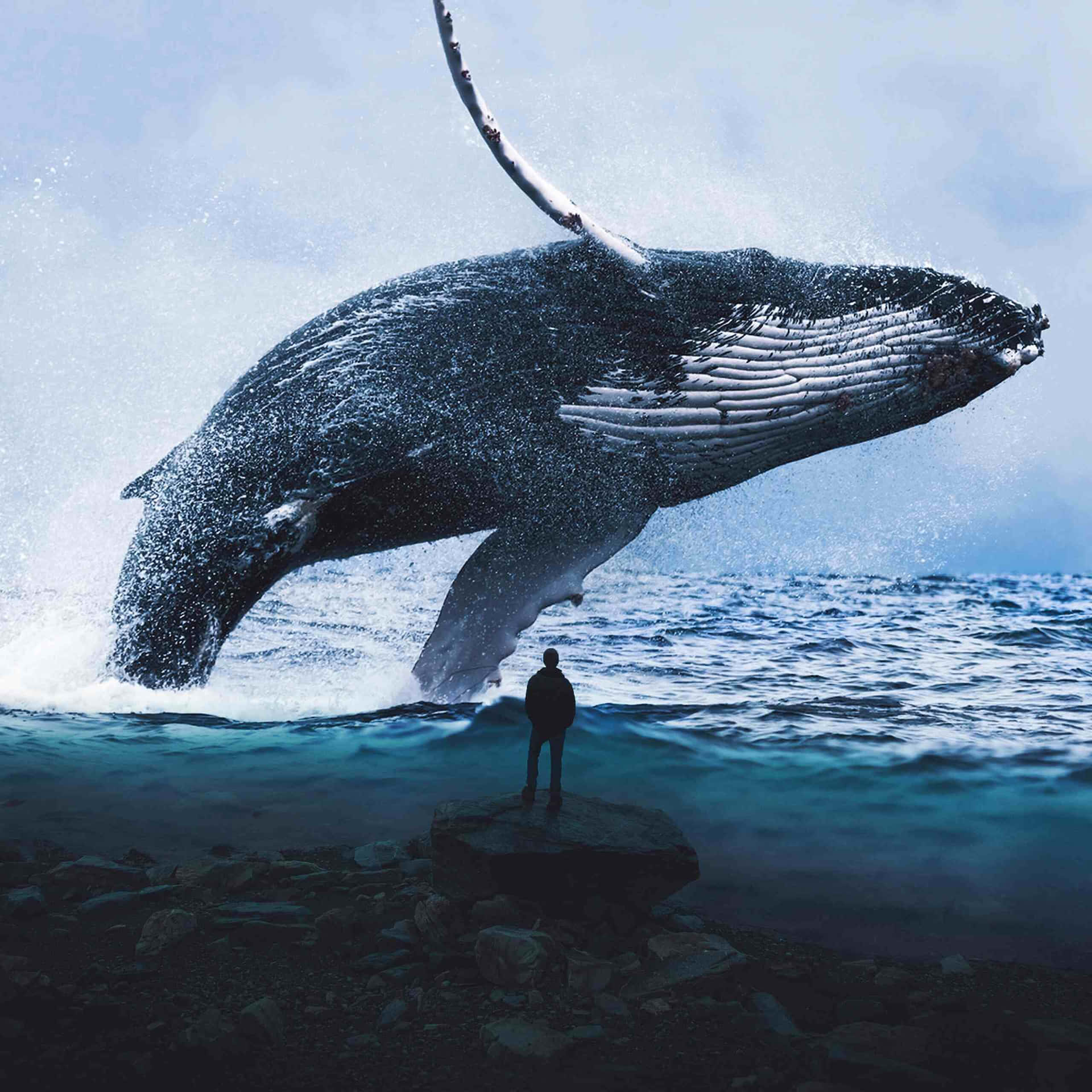 Majestic_ Whale_ Leap_ Beside_ Observer.jpg Wallpaper