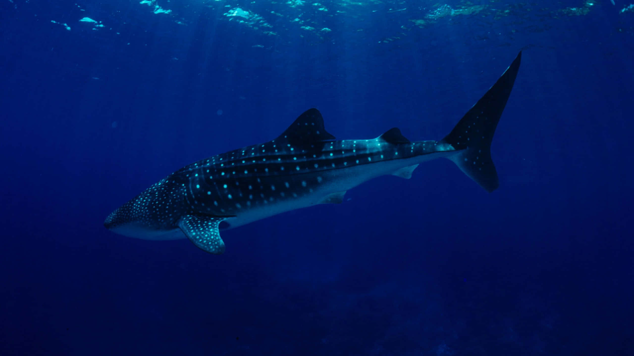 Majestic Whale Shark Cruising The Ocean Depths Wallpaper