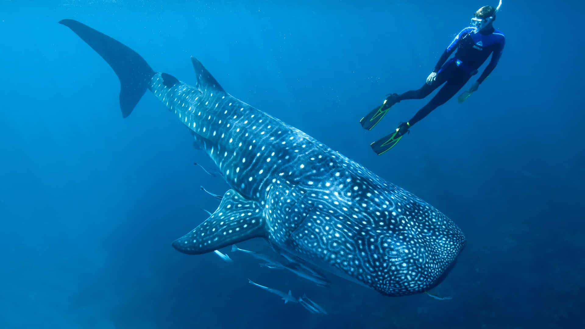 Majestic Whale Shark Swimming In The Clear Blue Ocean Wallpaper