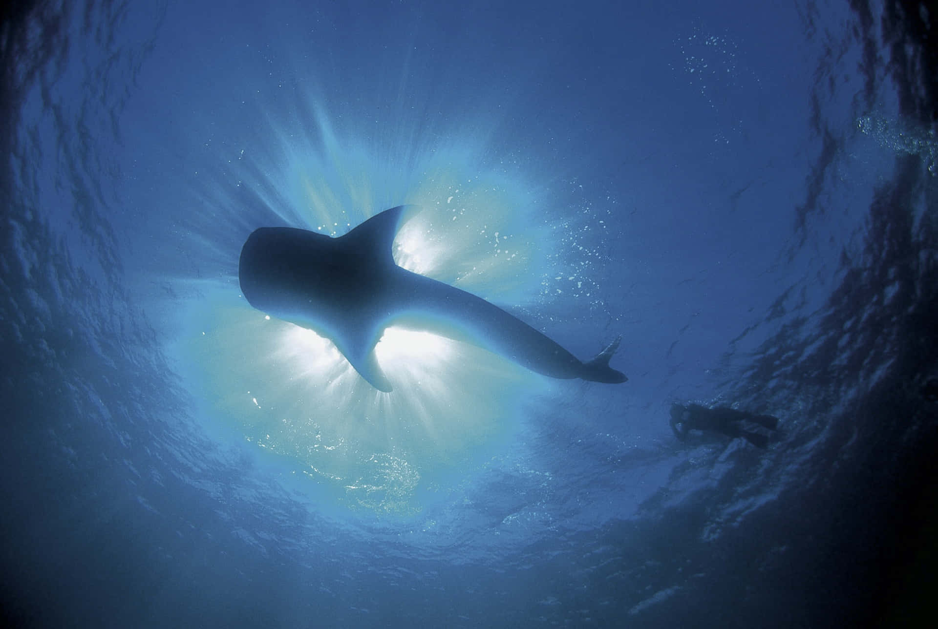 Majestic Whale Shark Underwater Wallpaper