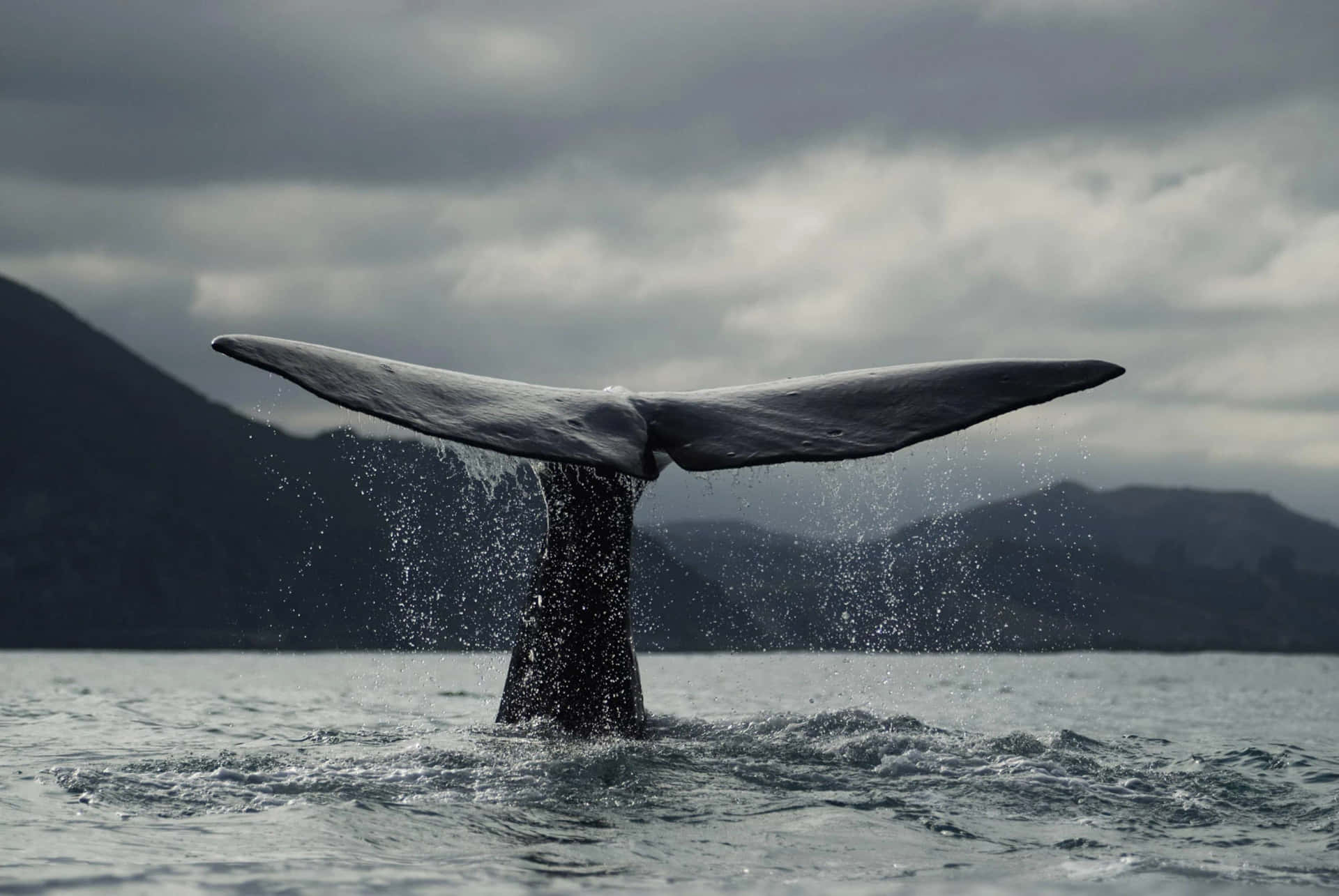 Majestic Whale Tail Emergence Wallpaper