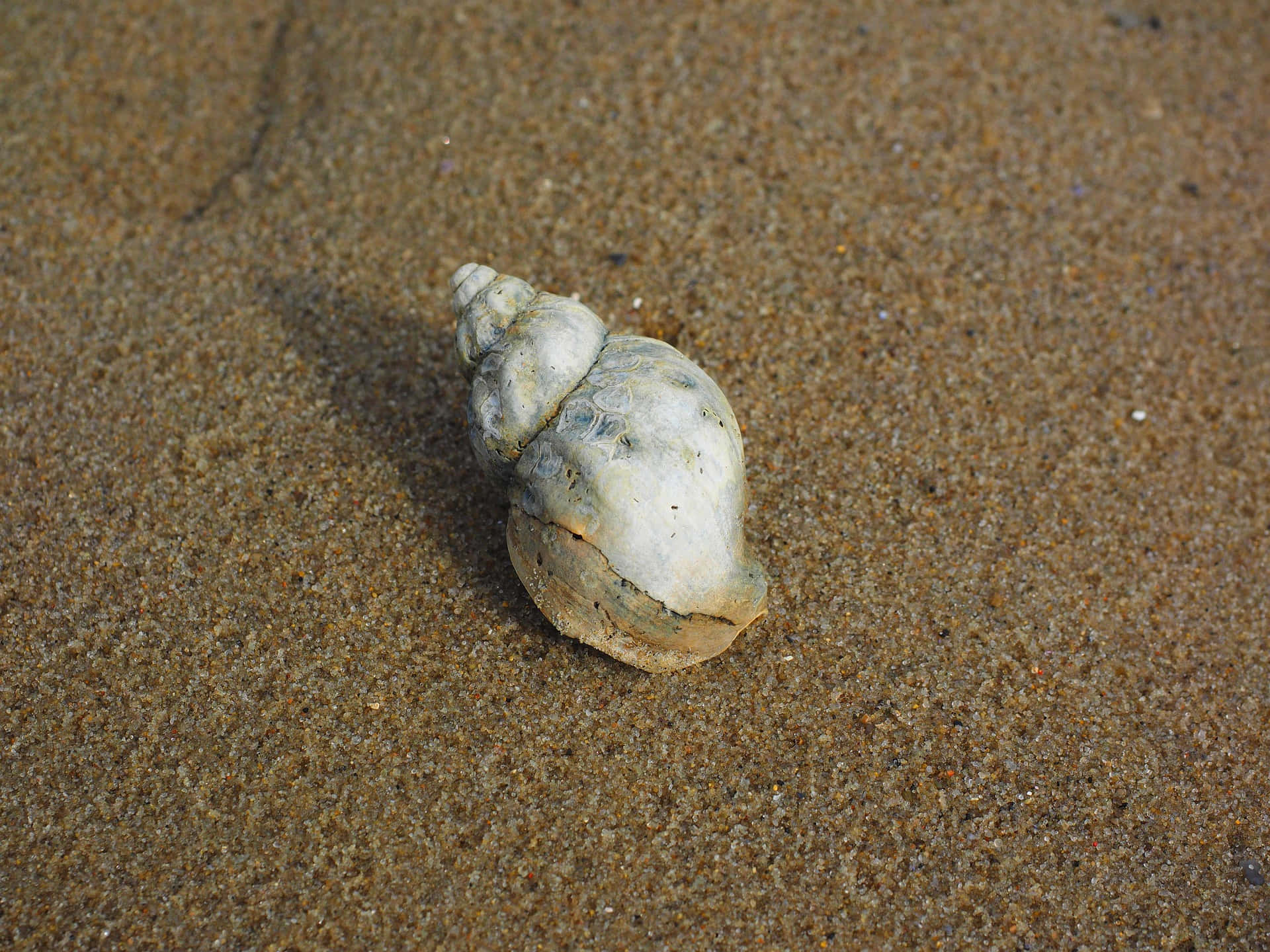 Majestic Whelk On Rocky Shoreline Wallpaper