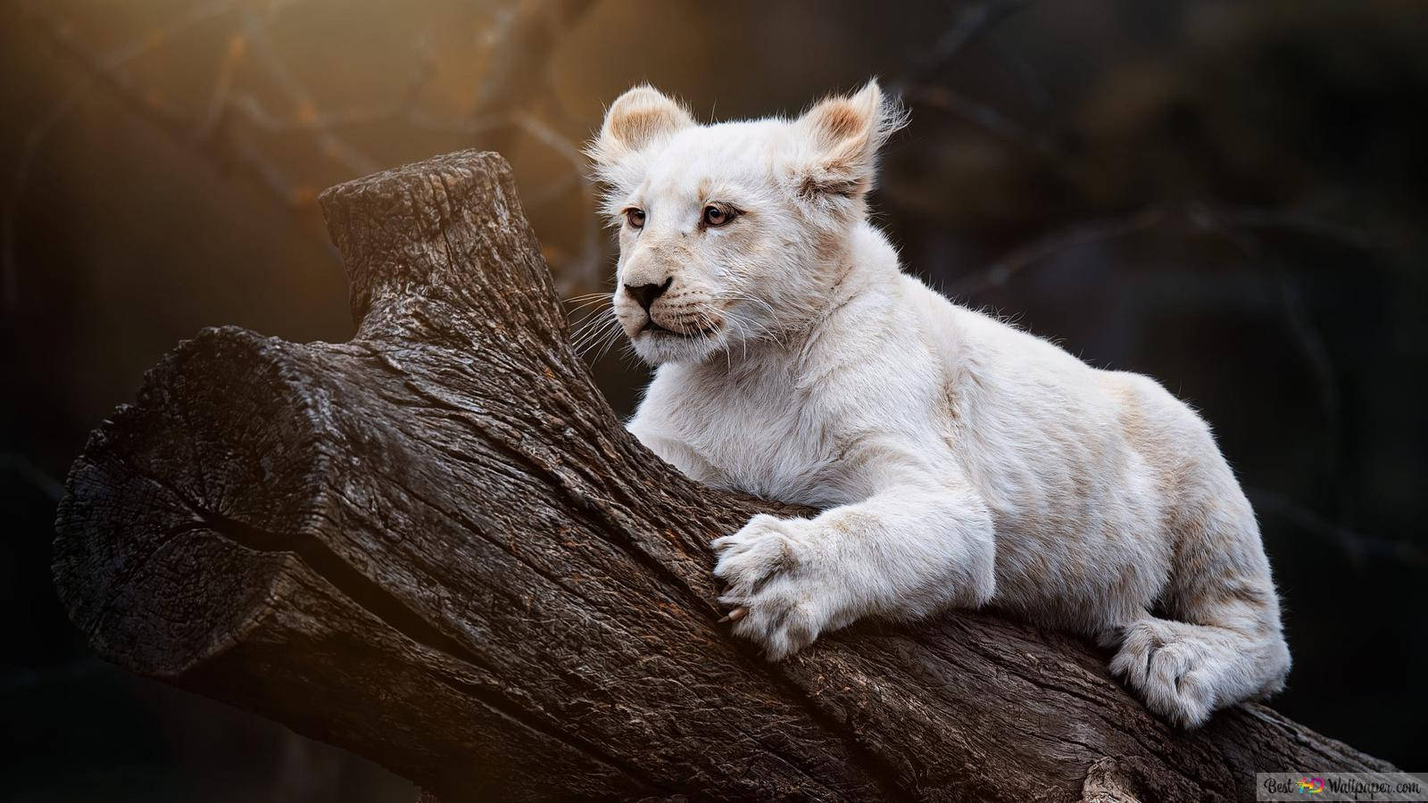 baby white lion wallpapers