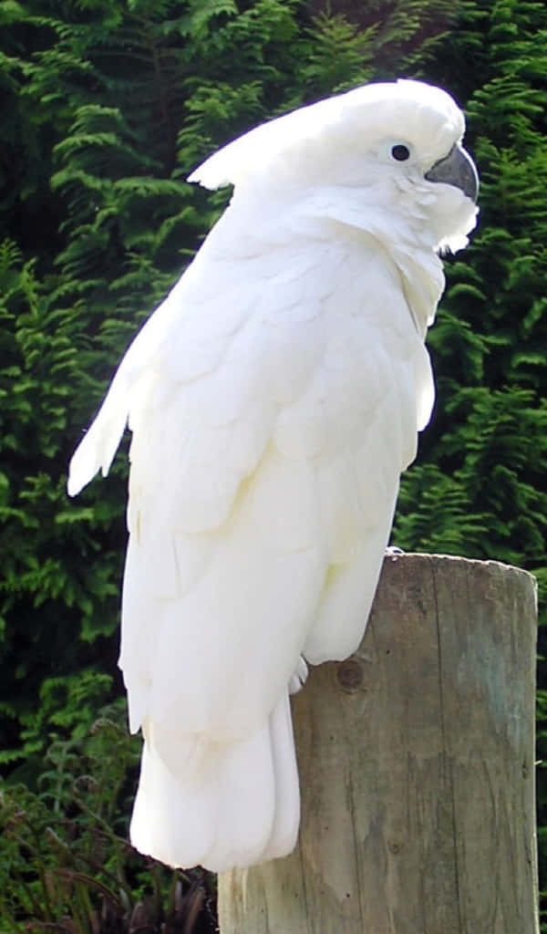 Majestic_ White_ Cockatoo_ Perched_ Outdoors.jpg Wallpaper
