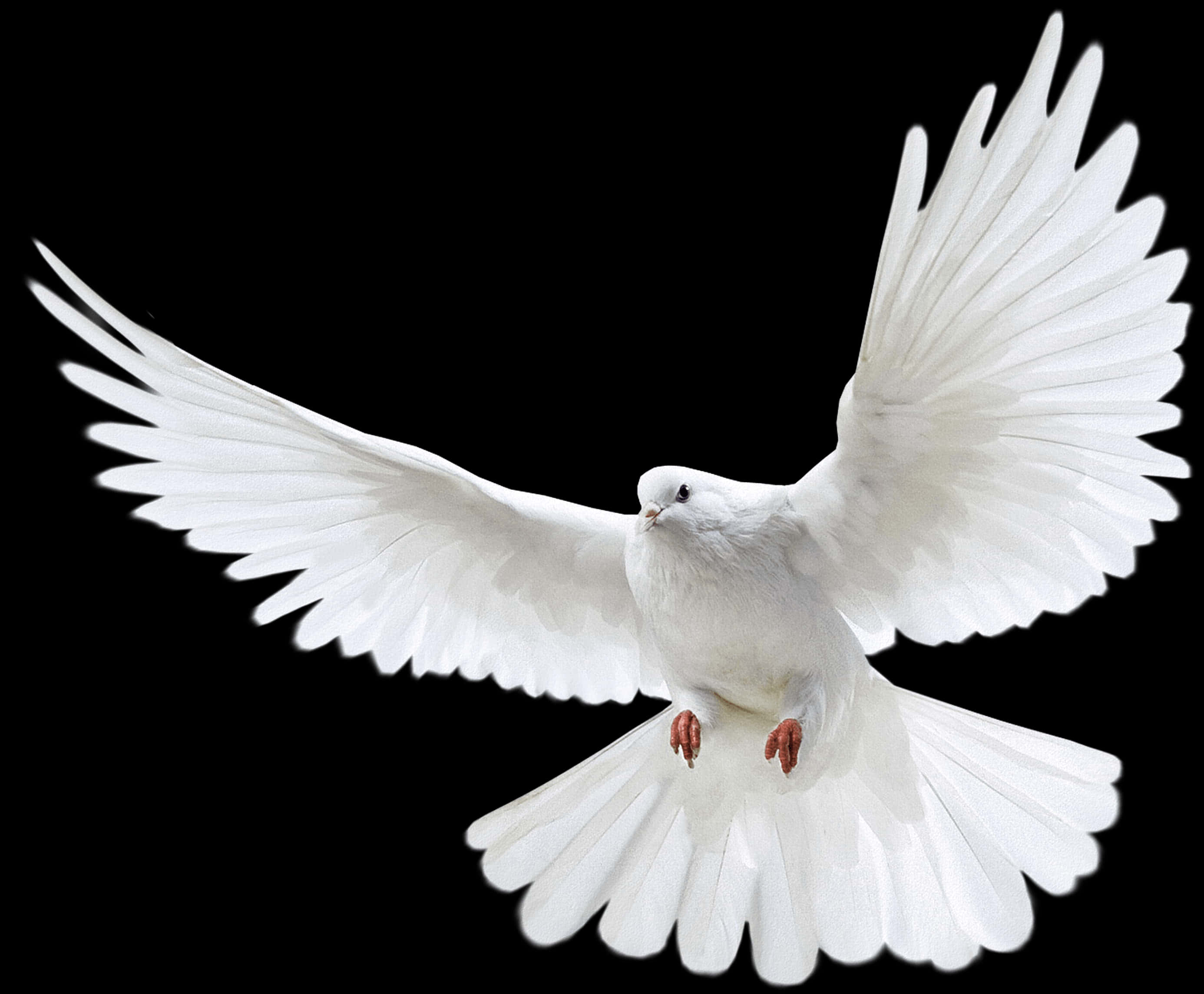 Download Majestic White Dove In Flight | Wallpapers.com