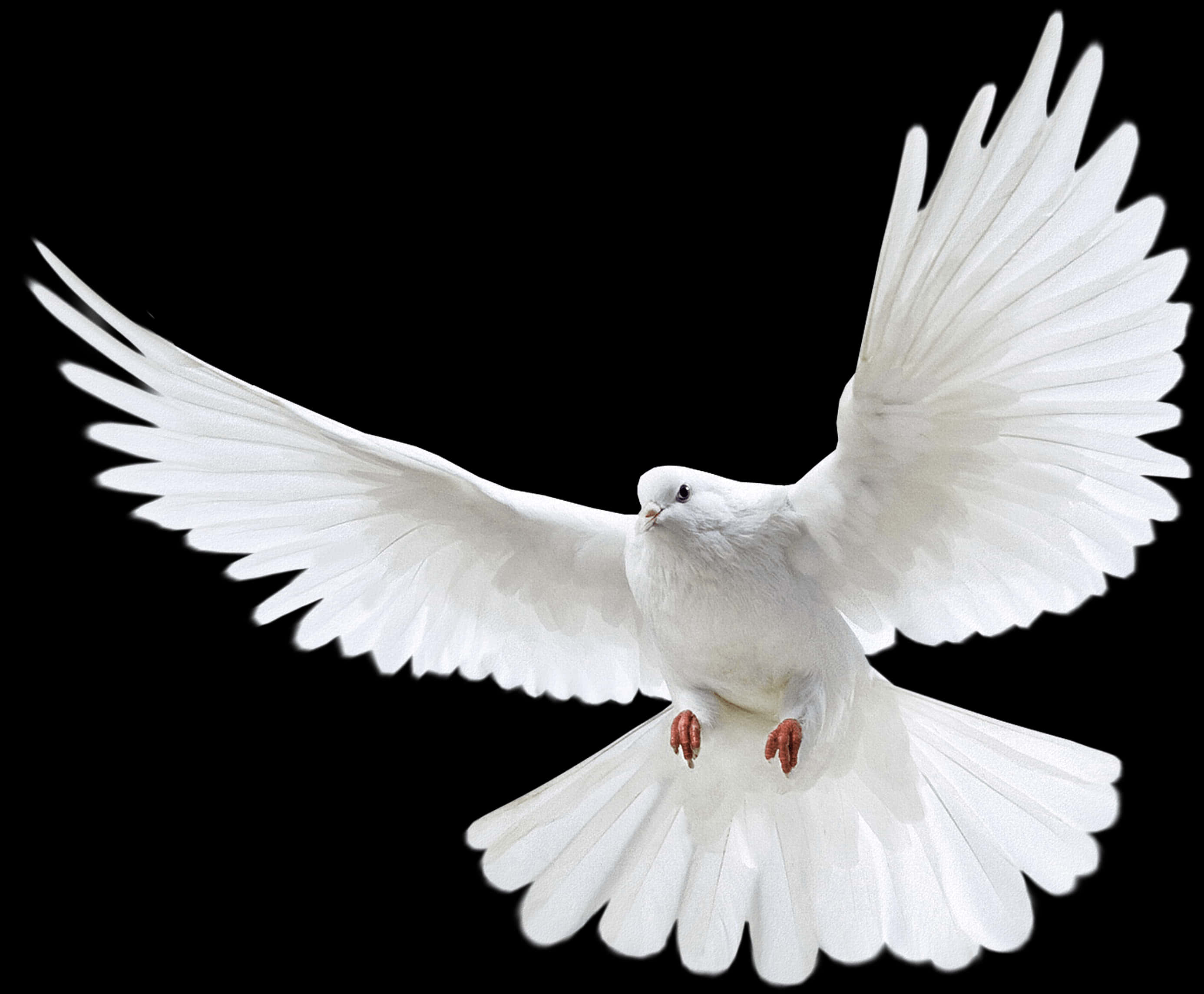 White Dove In Flight PNG