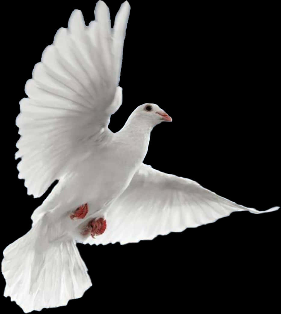 White Dove In Flight Black Background PNG