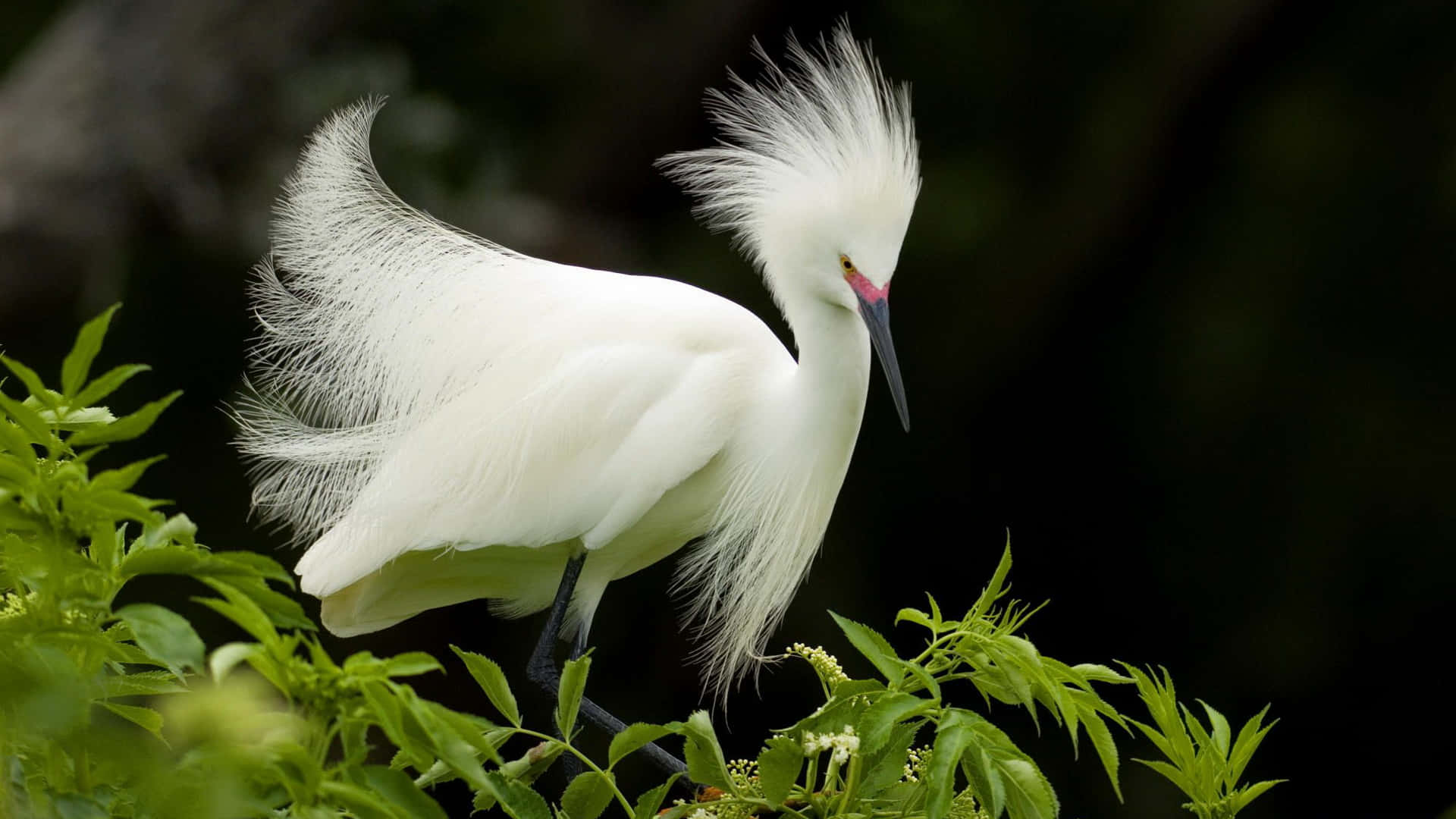 Majestic White Egret Display Wallpaper