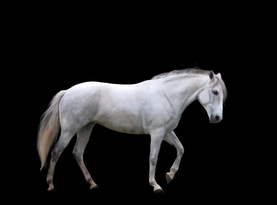 Majestic White Horse Black Background PNG