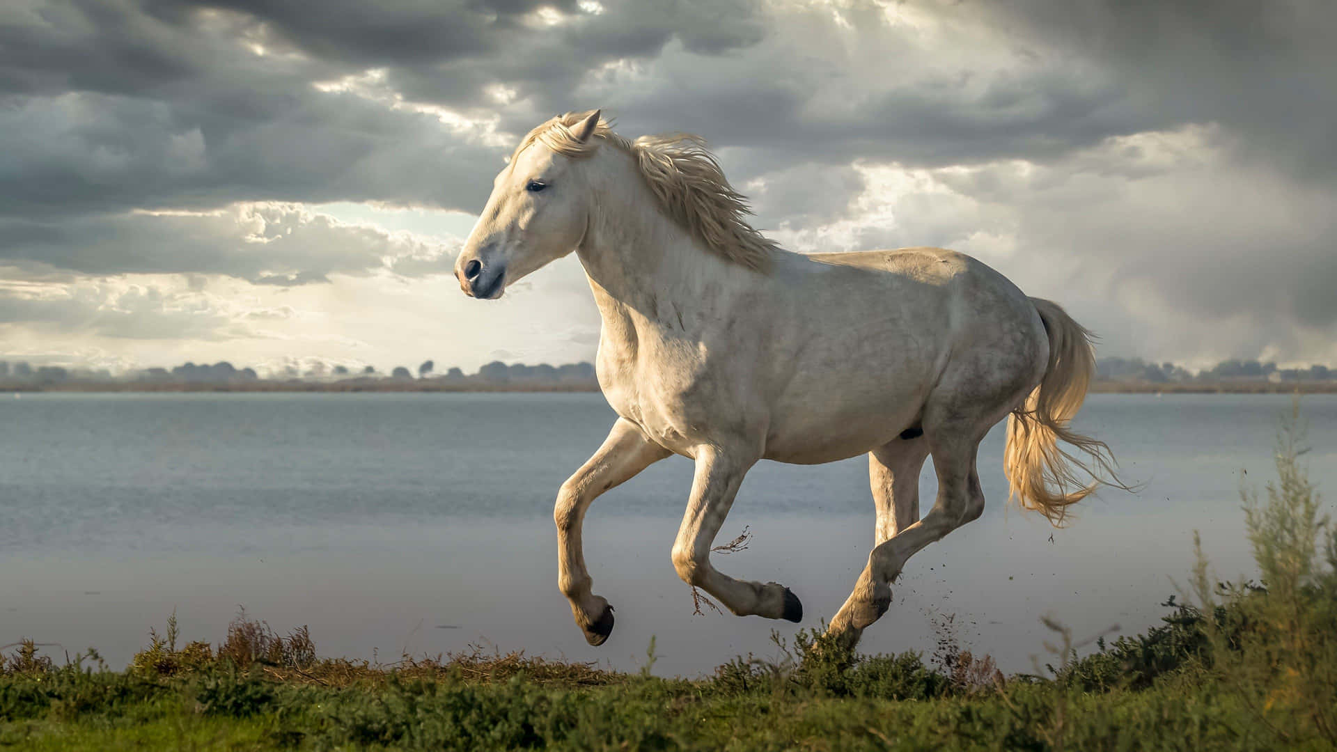 Majestic White Horse Galloping Beside Water Wallpaper
