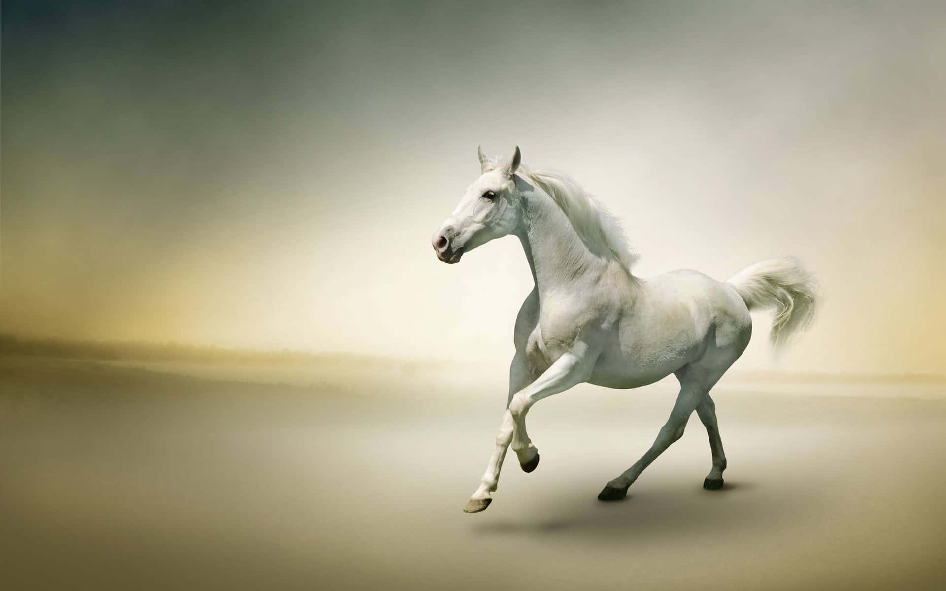 Majestic White Horse Galloping Free