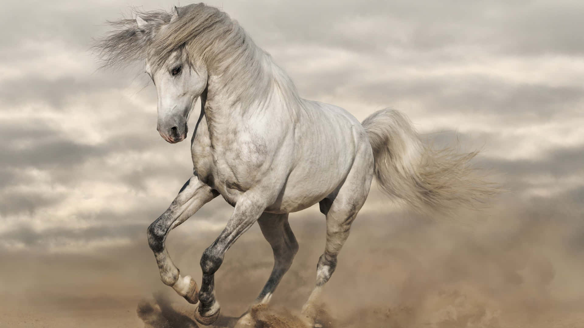 Majestic White Horse Galloping Wallpaper
