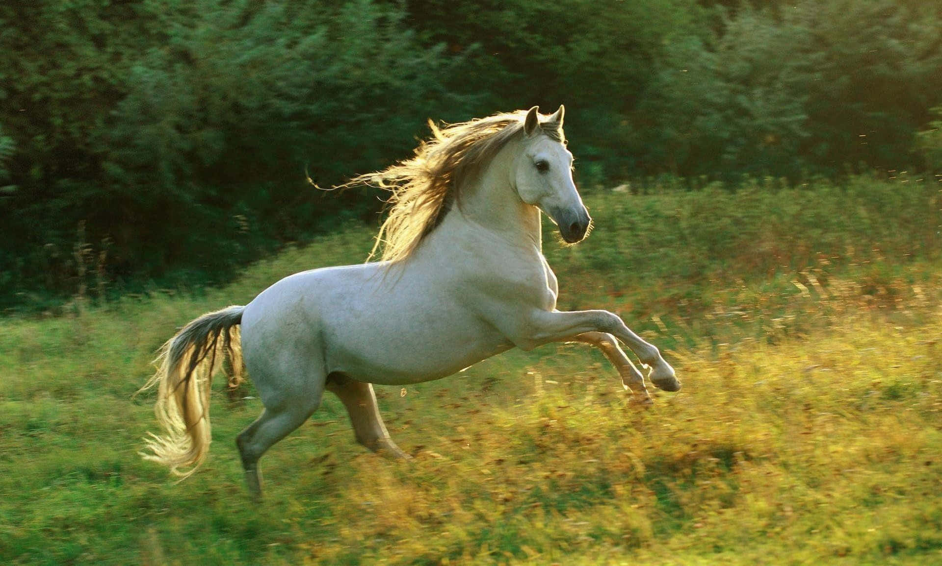 Majestic White Horse Galloping In The Wilderness