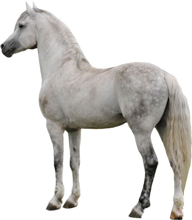 Majestic White Horse Profile PNG
