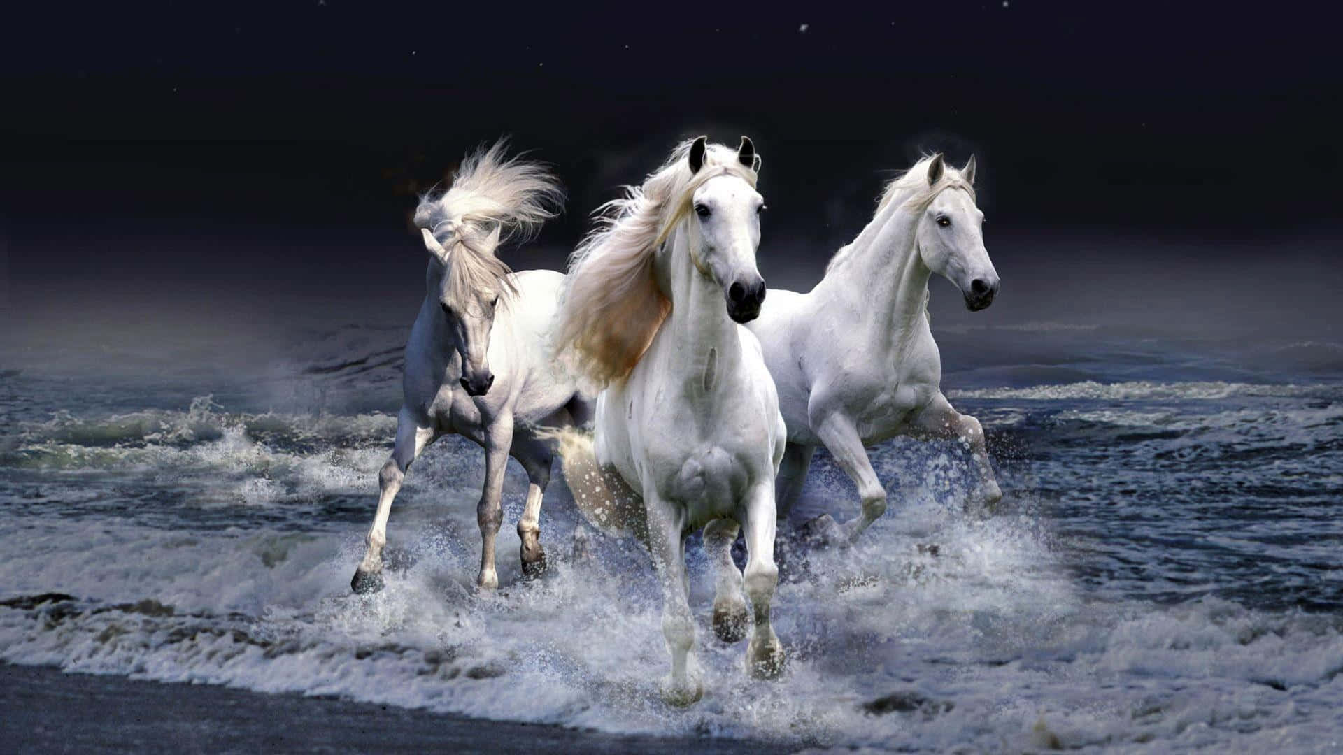 Majestic White Horse Running Freely