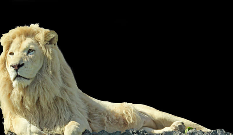 Majestic White Lion Resting PNG