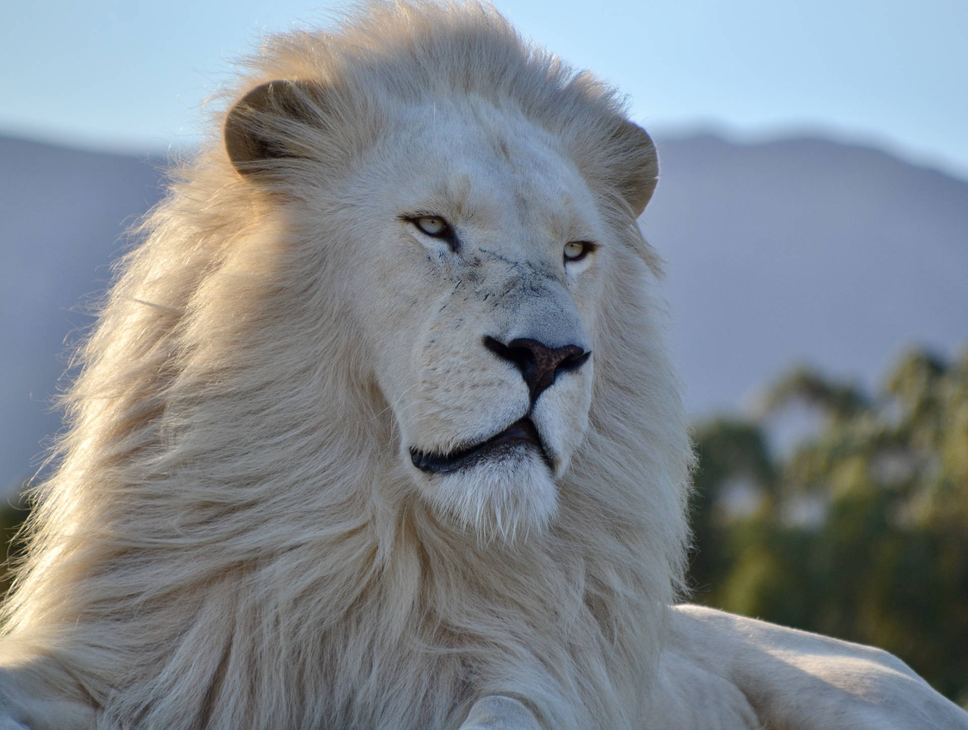 Majestic White Lion Wallpaper